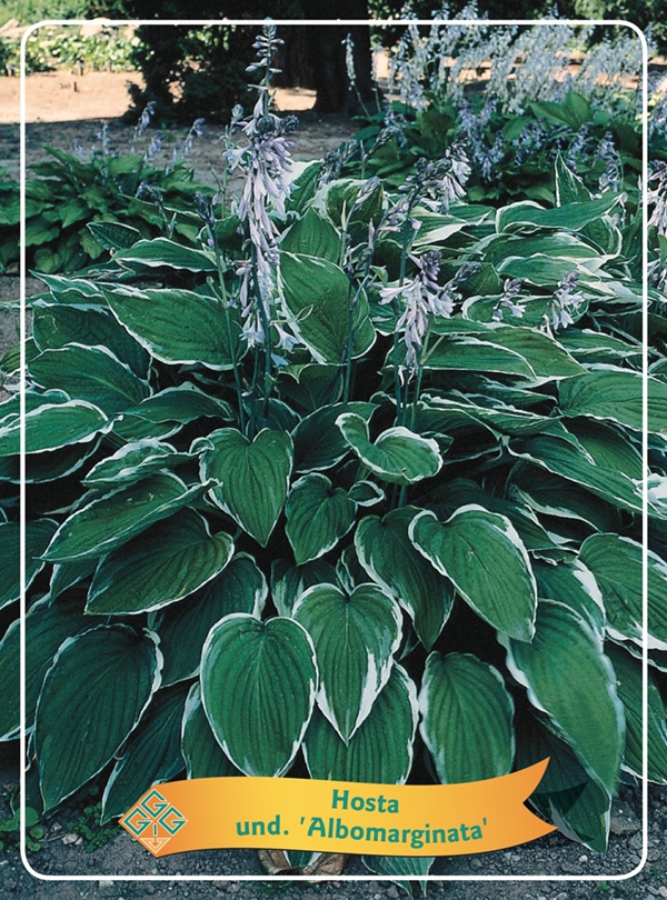 Picture of Hosta Mix 6x10 srt. per shelve P11