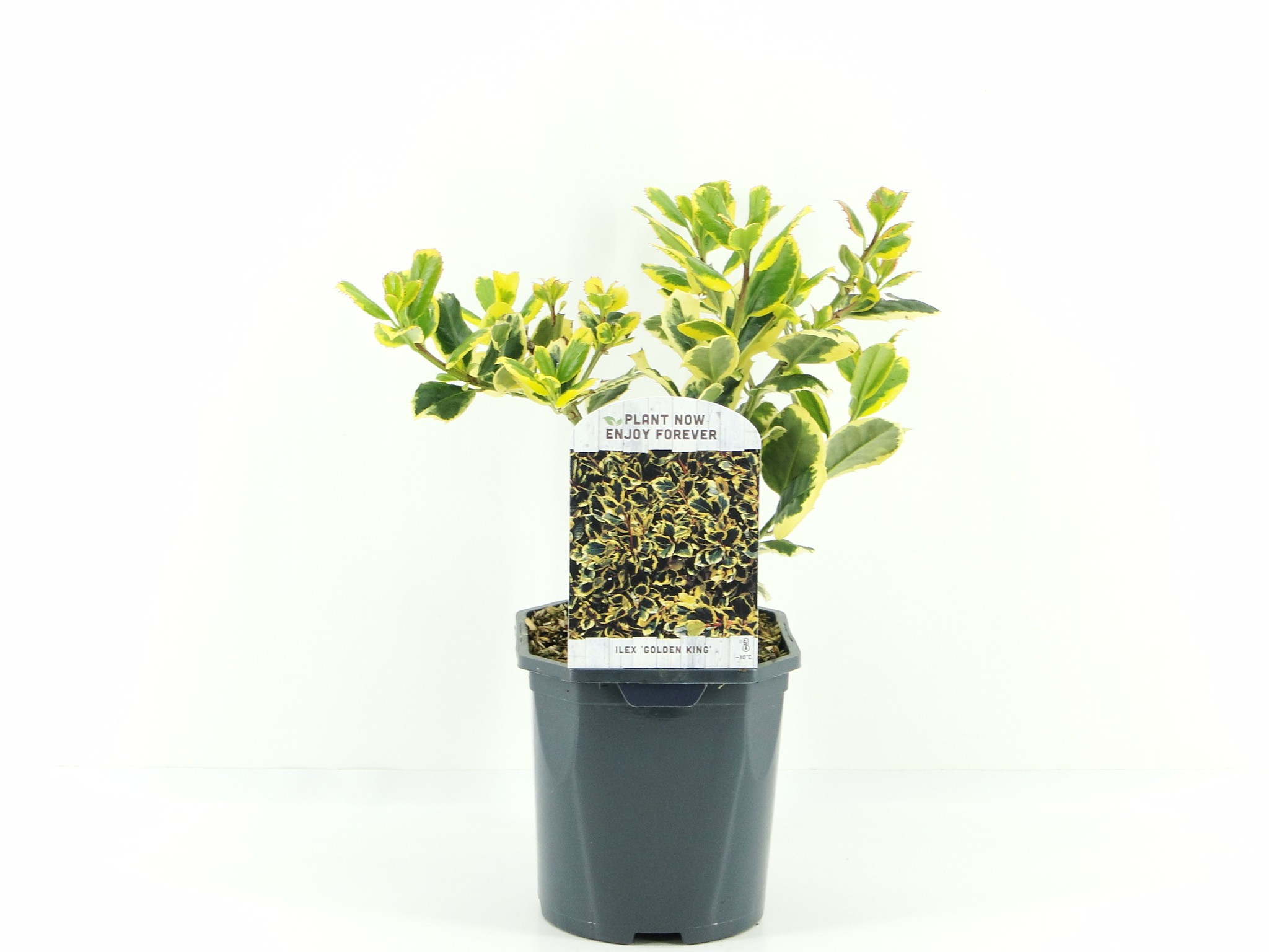 Picture of Ilex alt. Golden King