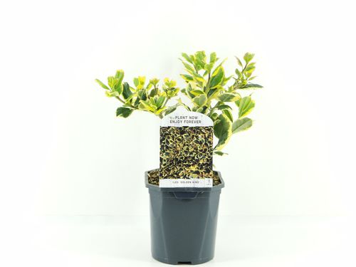 Ilex alt. Golden King p17 Hooft