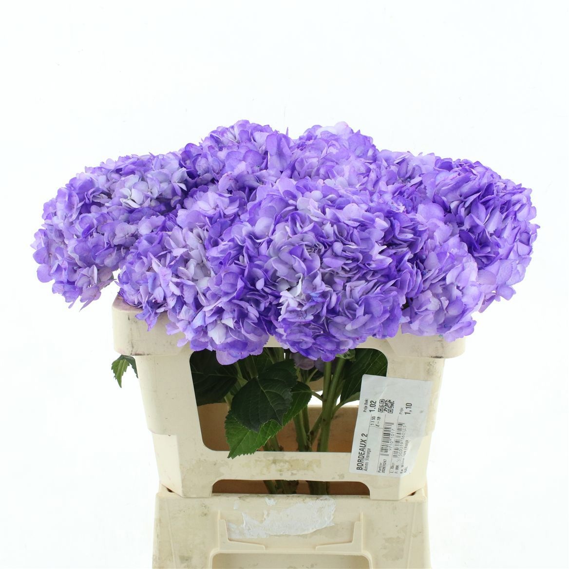 Hydrangea 60cm 19Ø