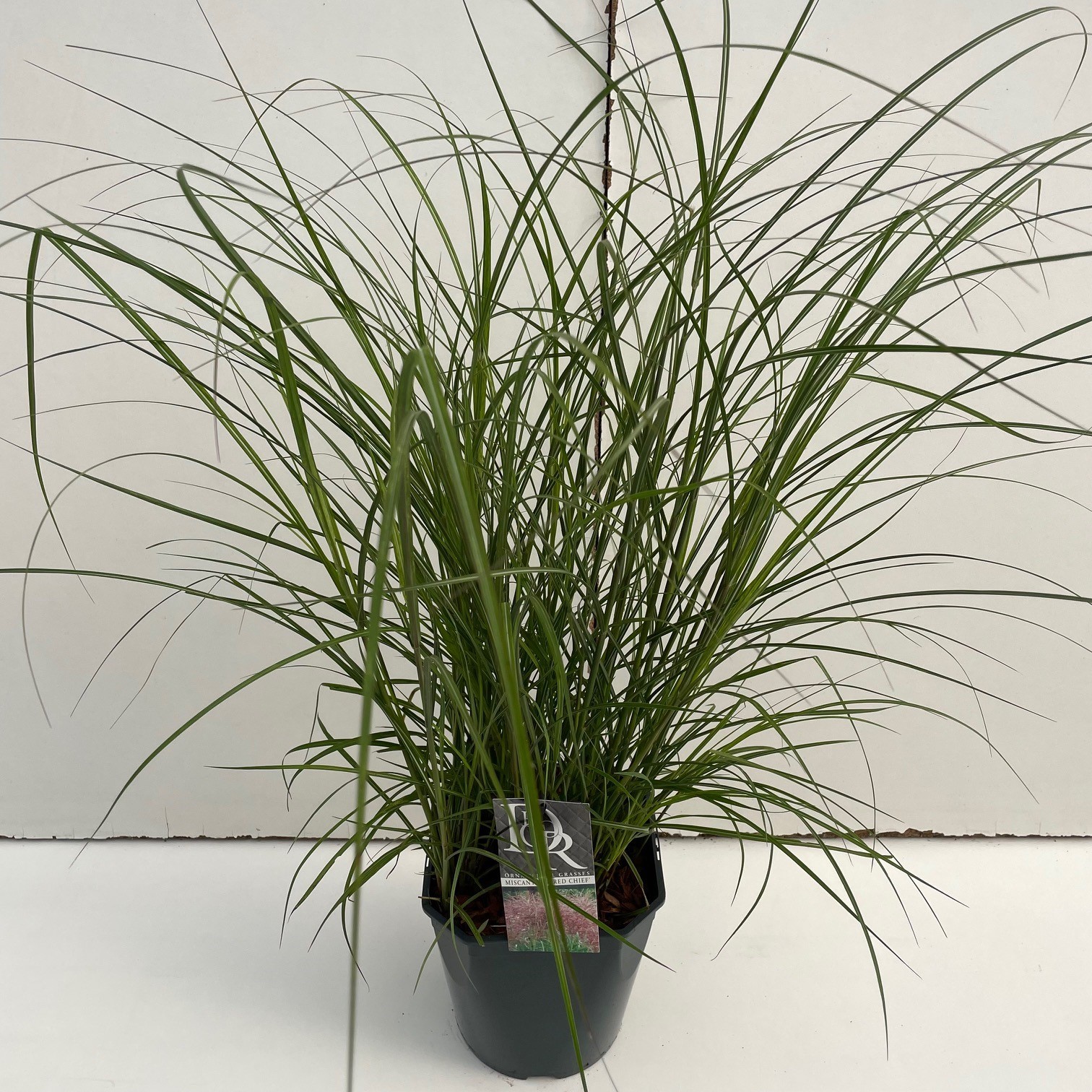 Picture of Miscanthus Red Chief P23 (5 Ltr) SQUARE