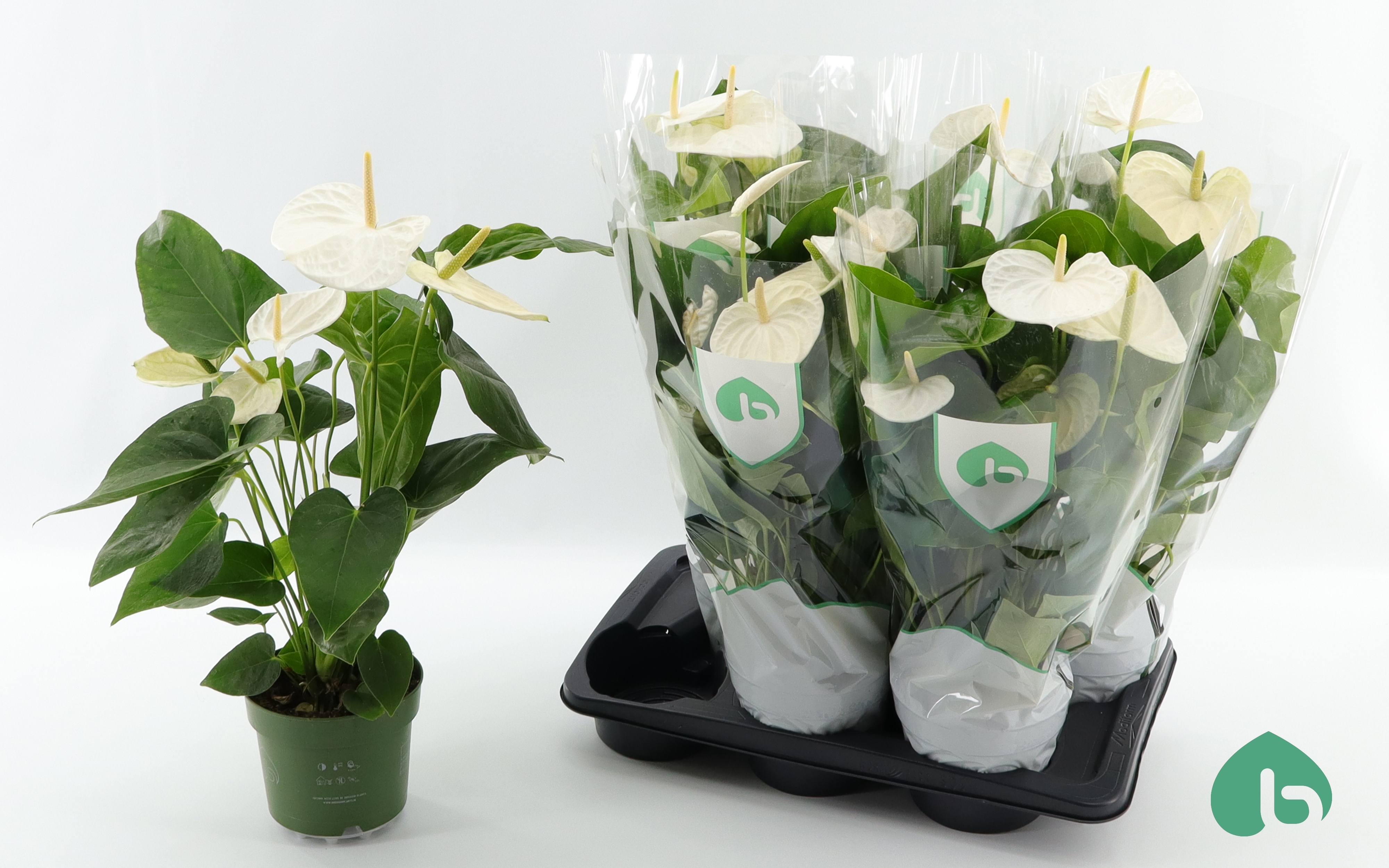audrey ficus benghalensis Ficus benghalensis - Audrey main image 1