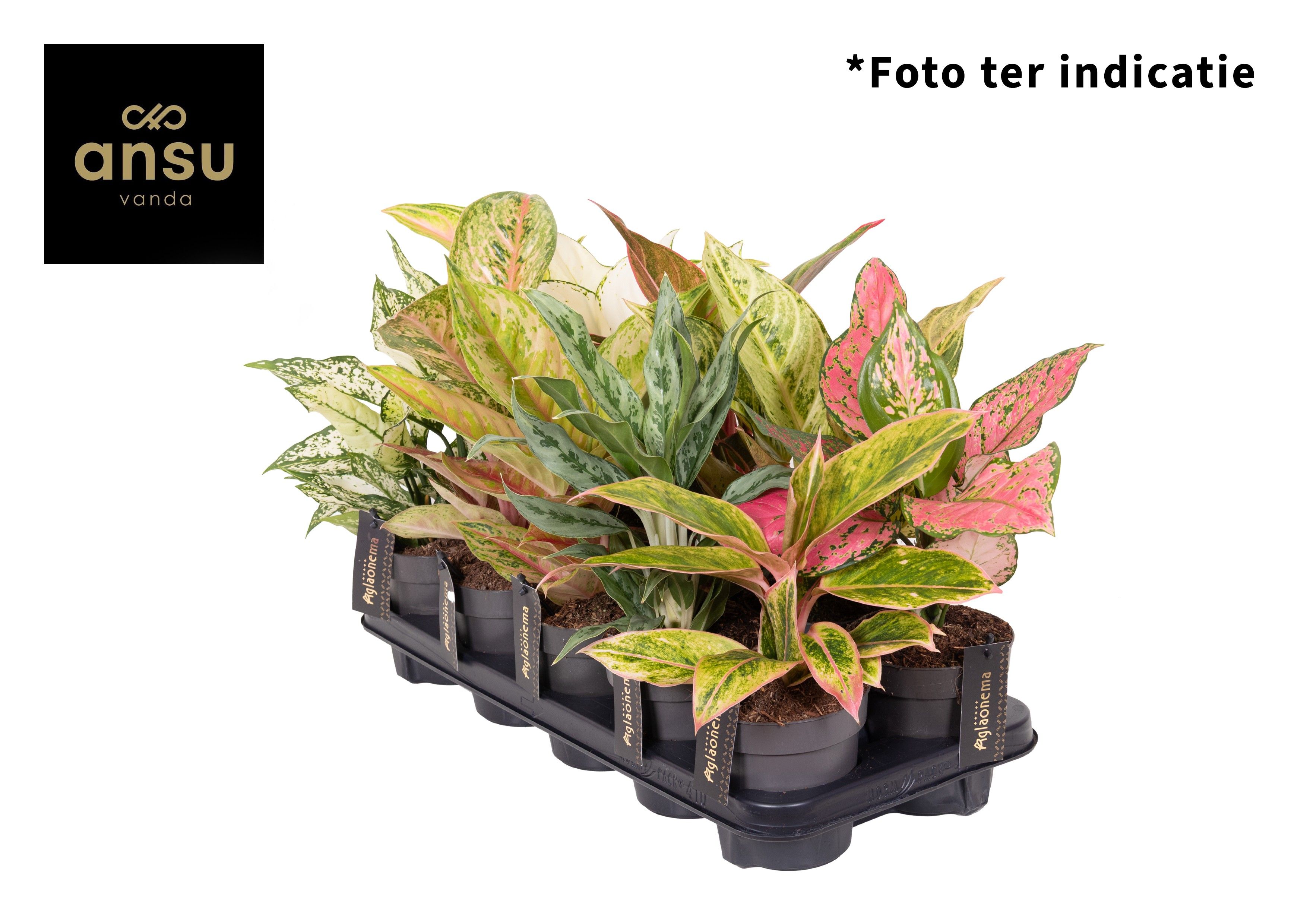 Aglaonema Mix Exclusive | Aglaonema | Aglaonema | Foliage