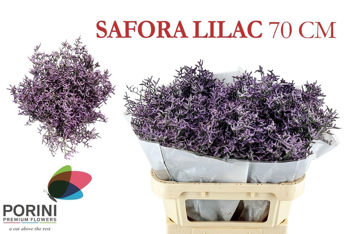 Lim Saf Lilac