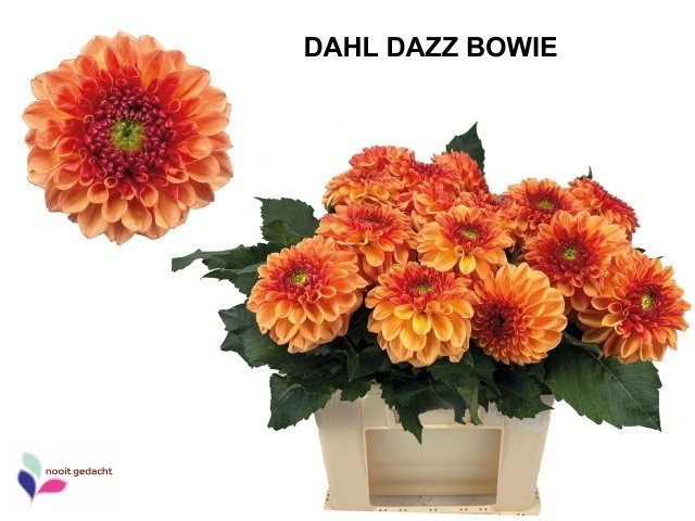 Dahl Dazz Bowie 60cm