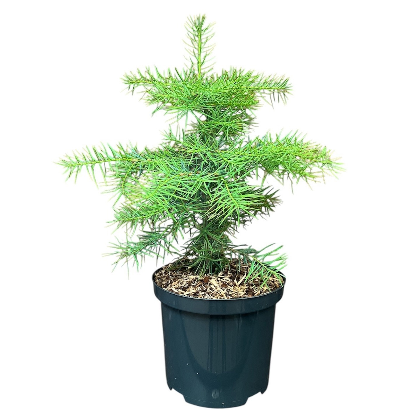Abies concolor