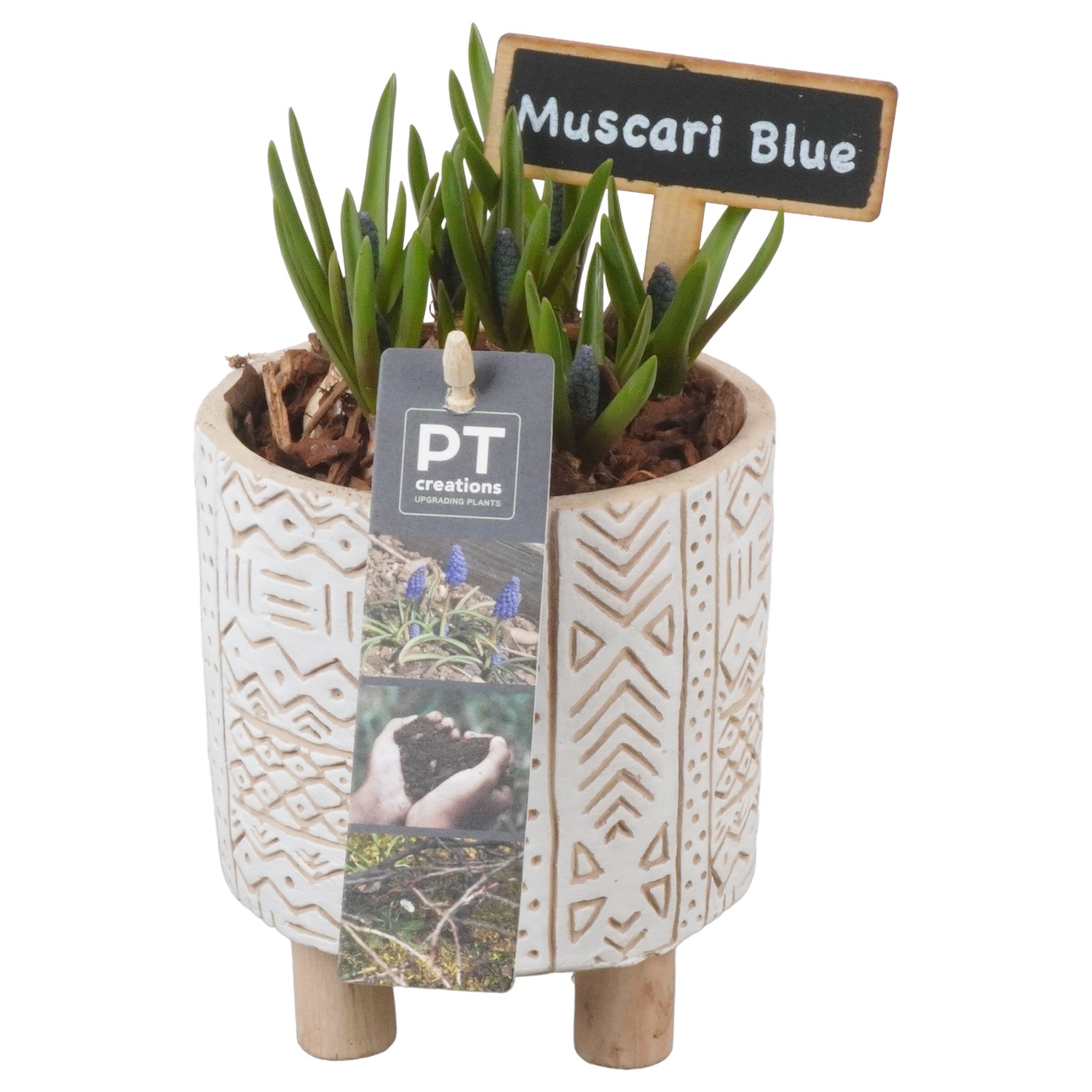 Picture of PTMB1072 Arrangement Muscari in concrete pot P11 21CM