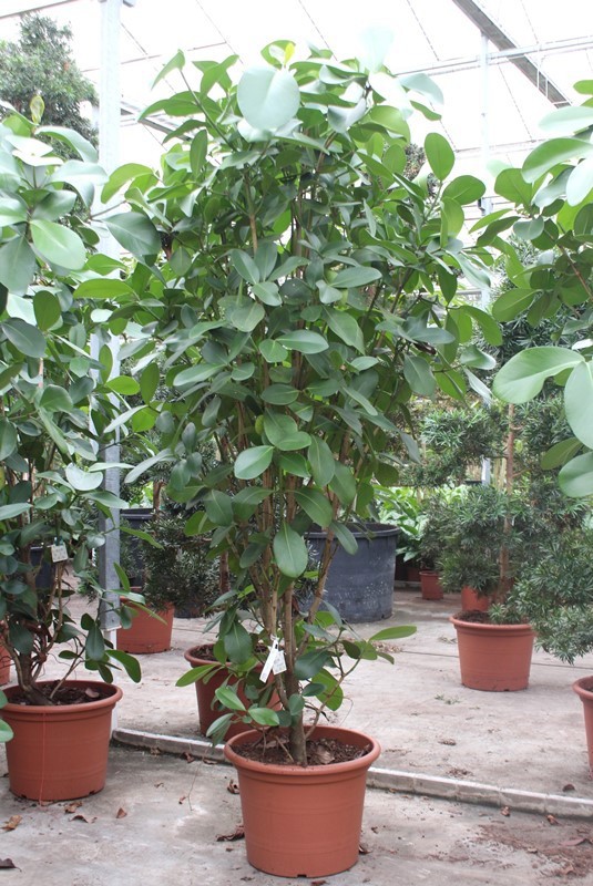 Clusia rosea