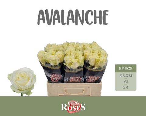 Rosa Avalanche 50cm