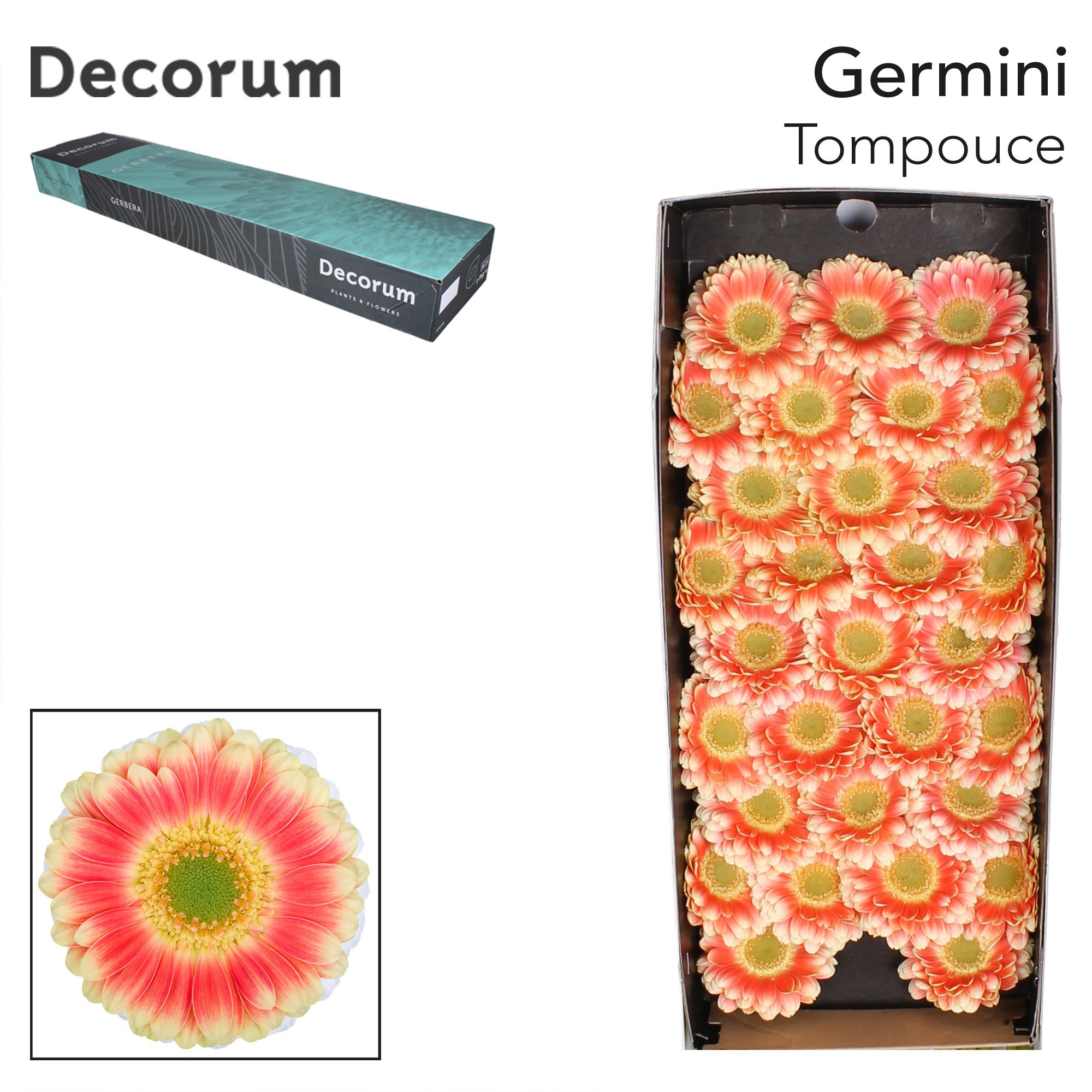 Germini Tompouce Doos