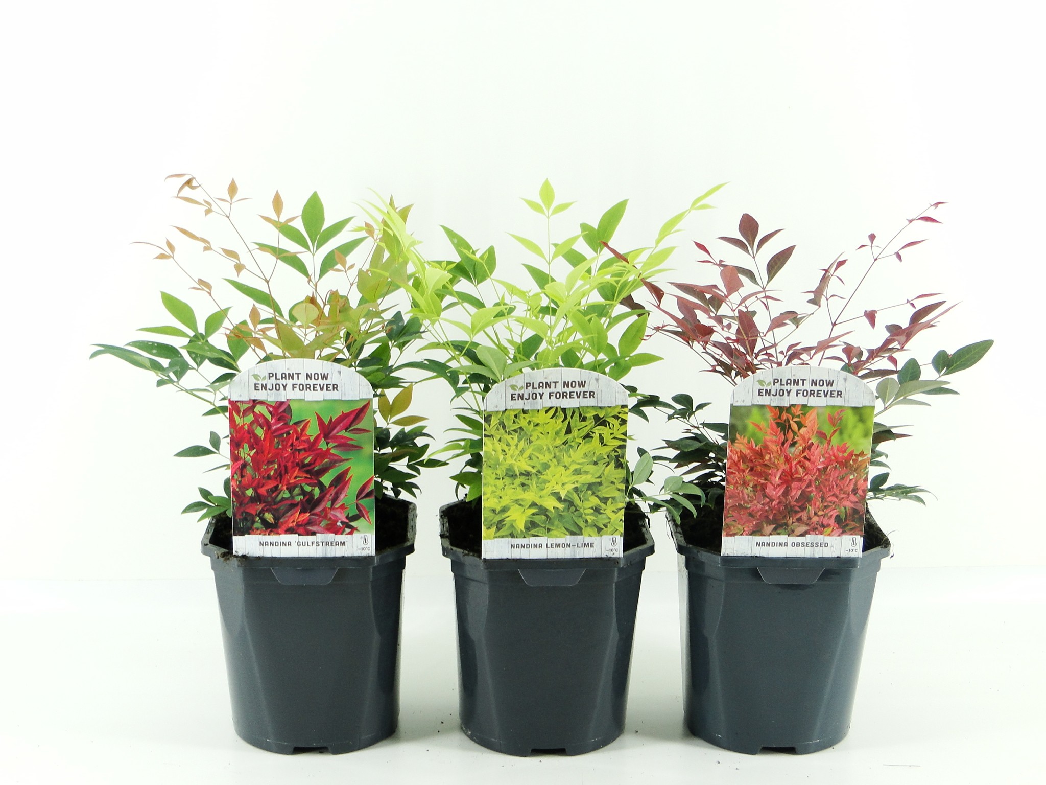 Picture of Nandina Dom. mix shelve