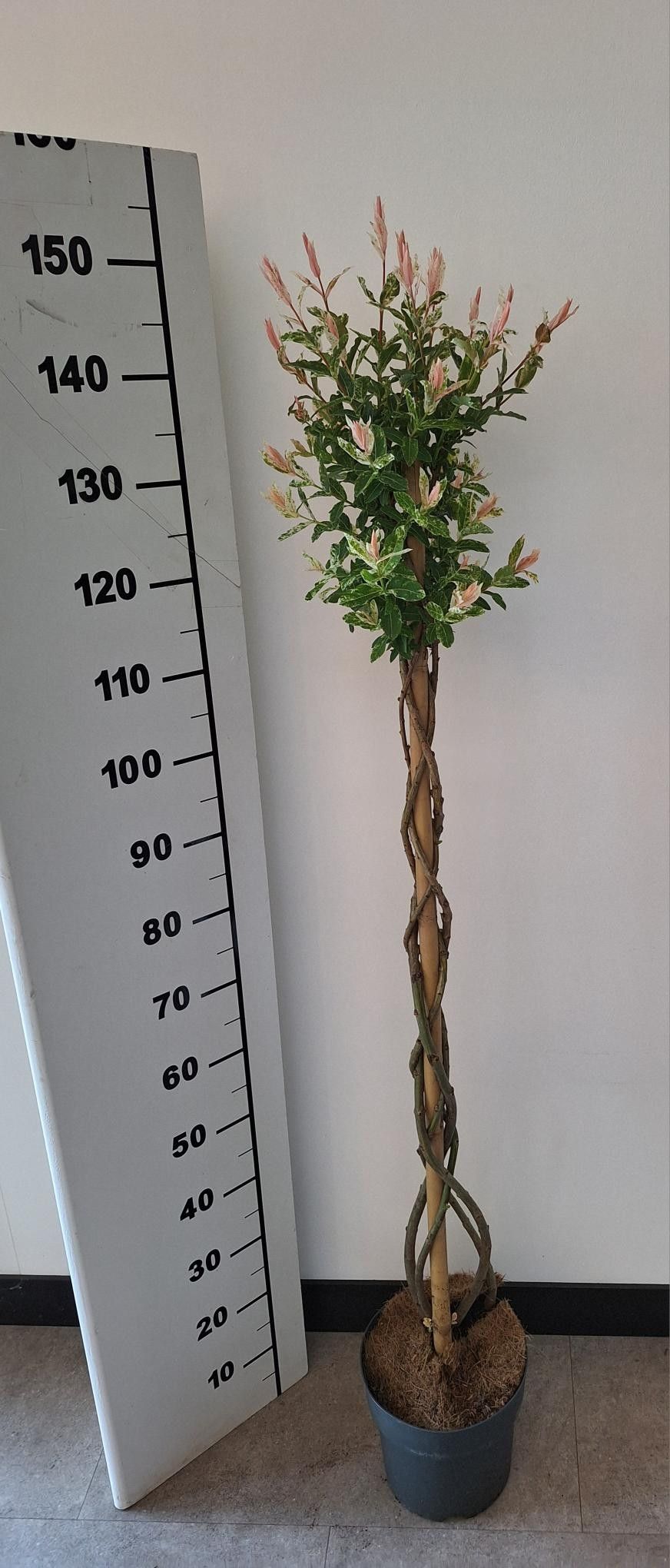 Picture of Salix Flamingo gevlochten stam p23