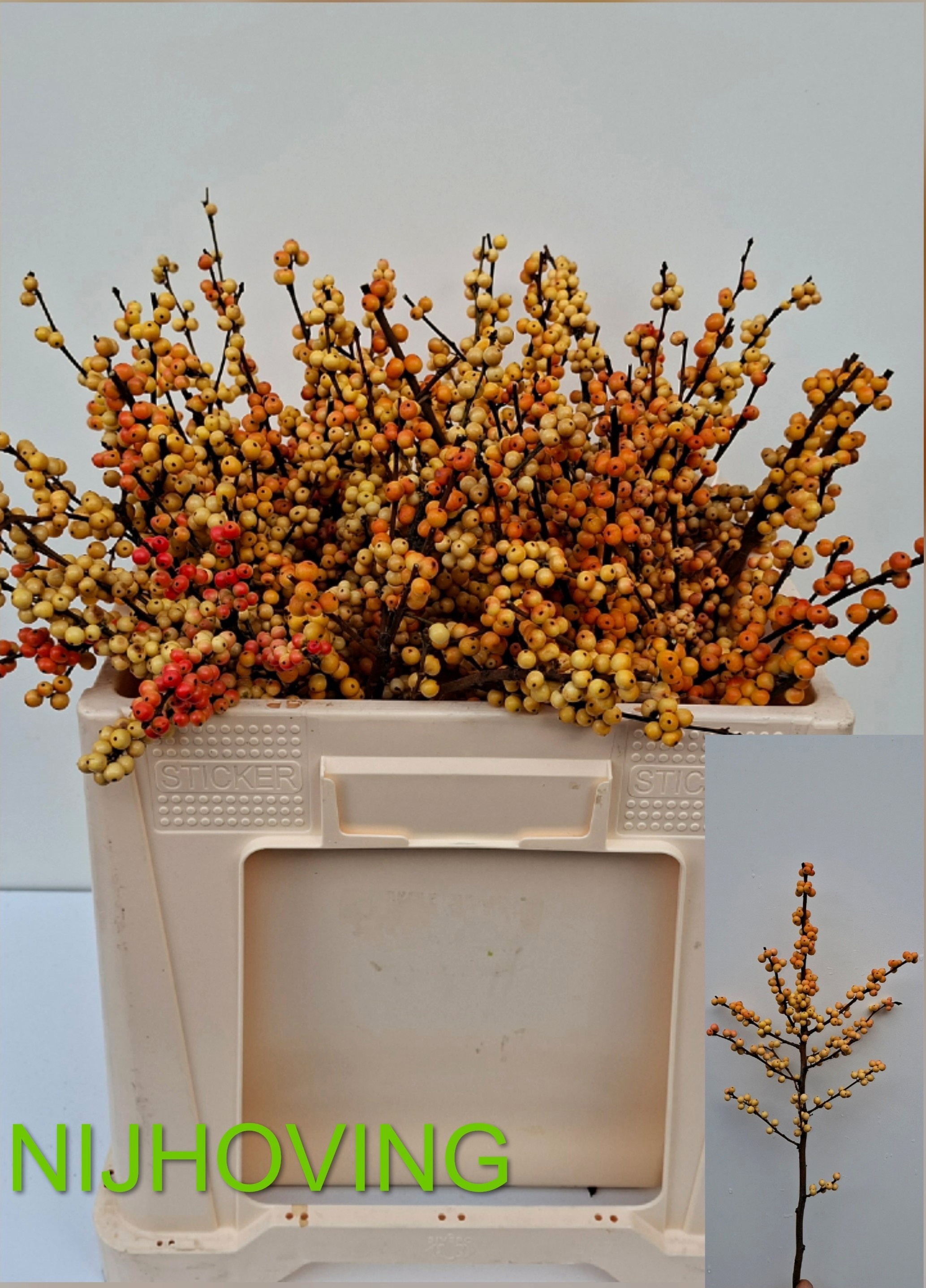 Ilex Gresgold 50cm