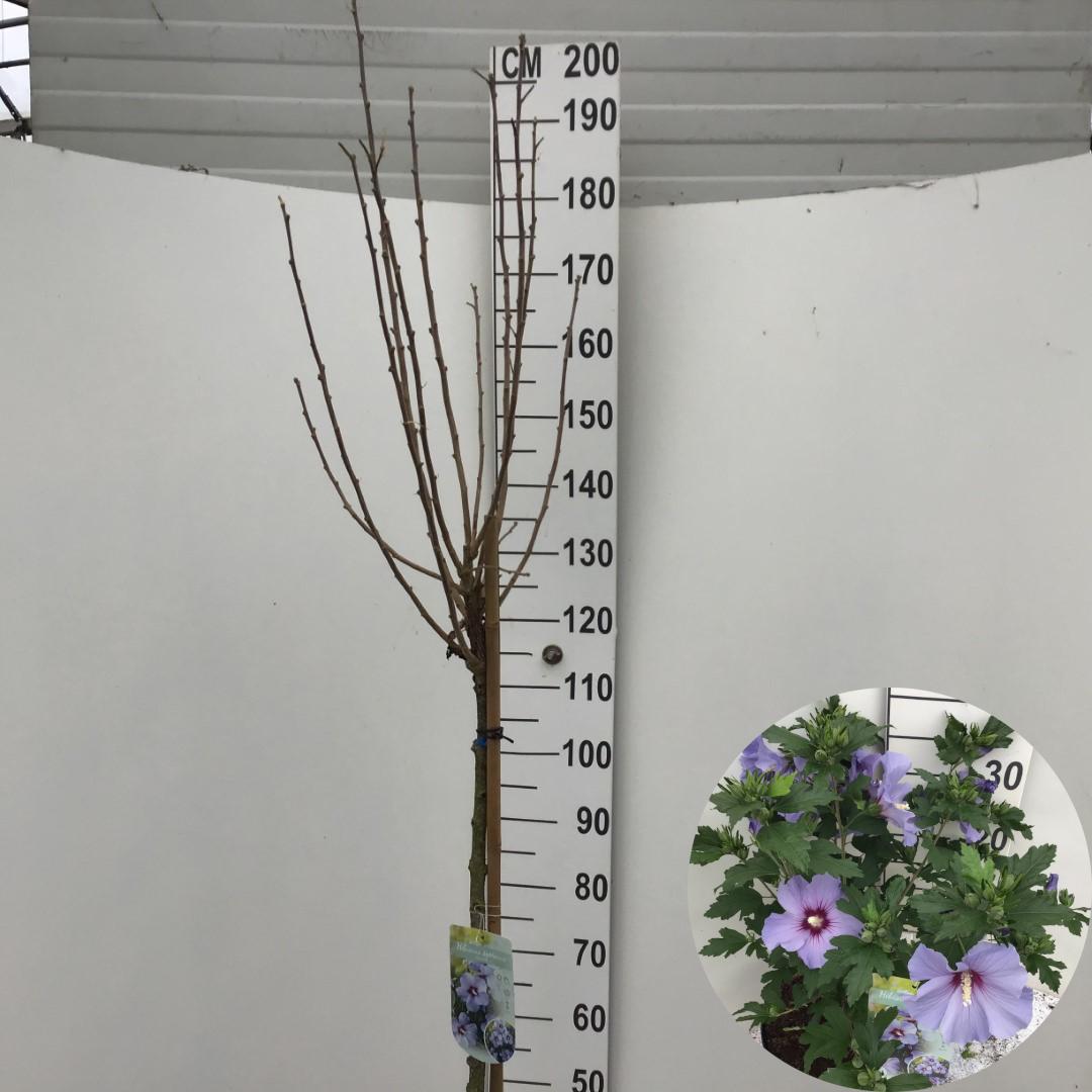 Picture of Hibiscus syriacus Marina P26 (7.5 Ltr) 120/STD (LOOSE)