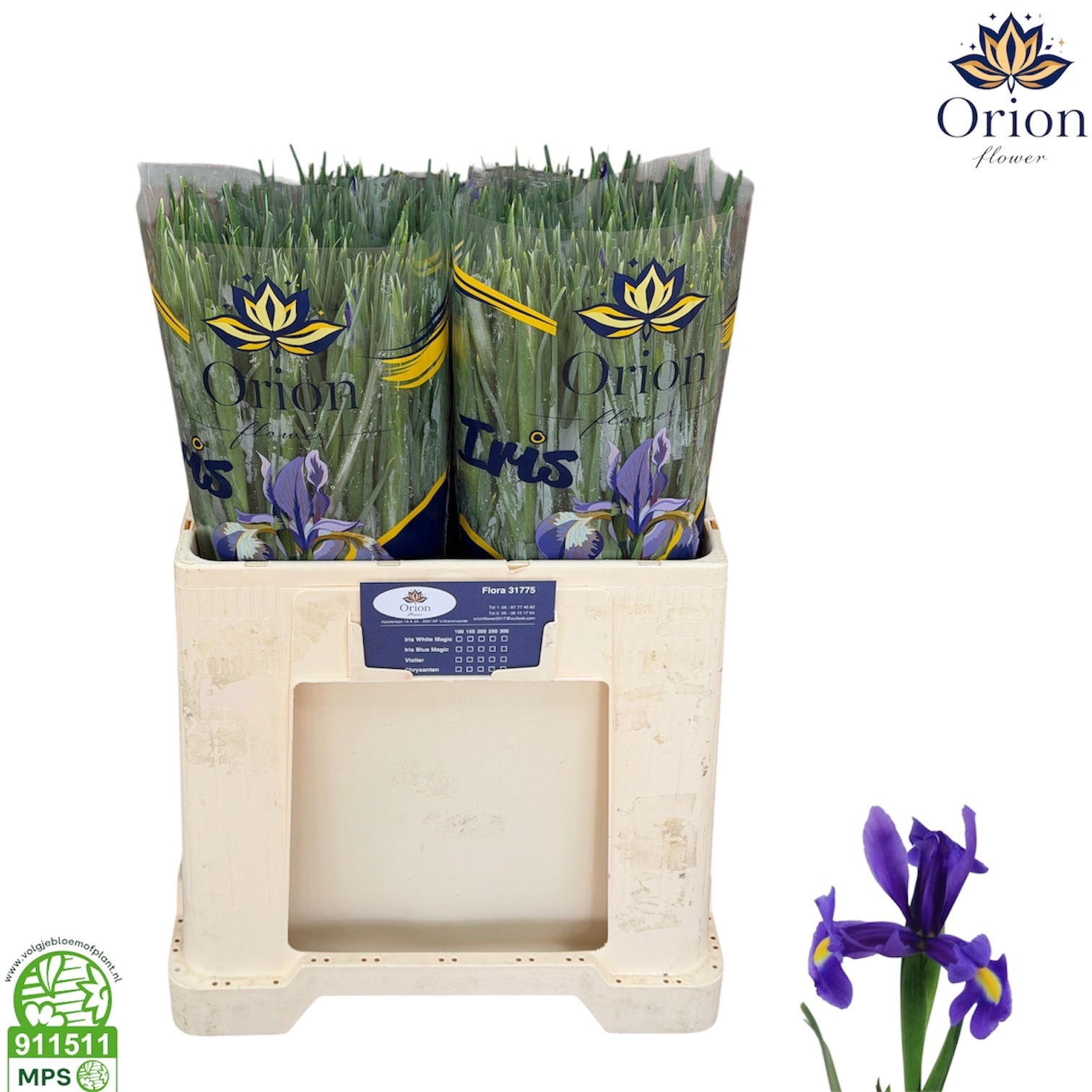 Iris Blue Magic 60cm