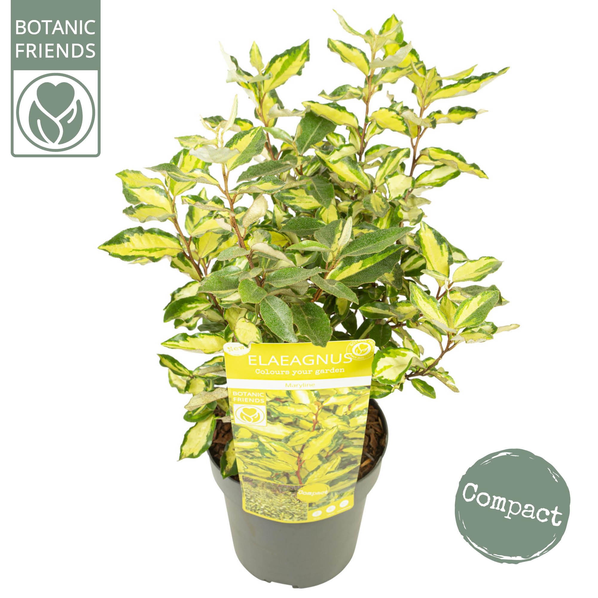 Picture of Elaeagnus ebbingei Maryline P19 (3 Ltr)