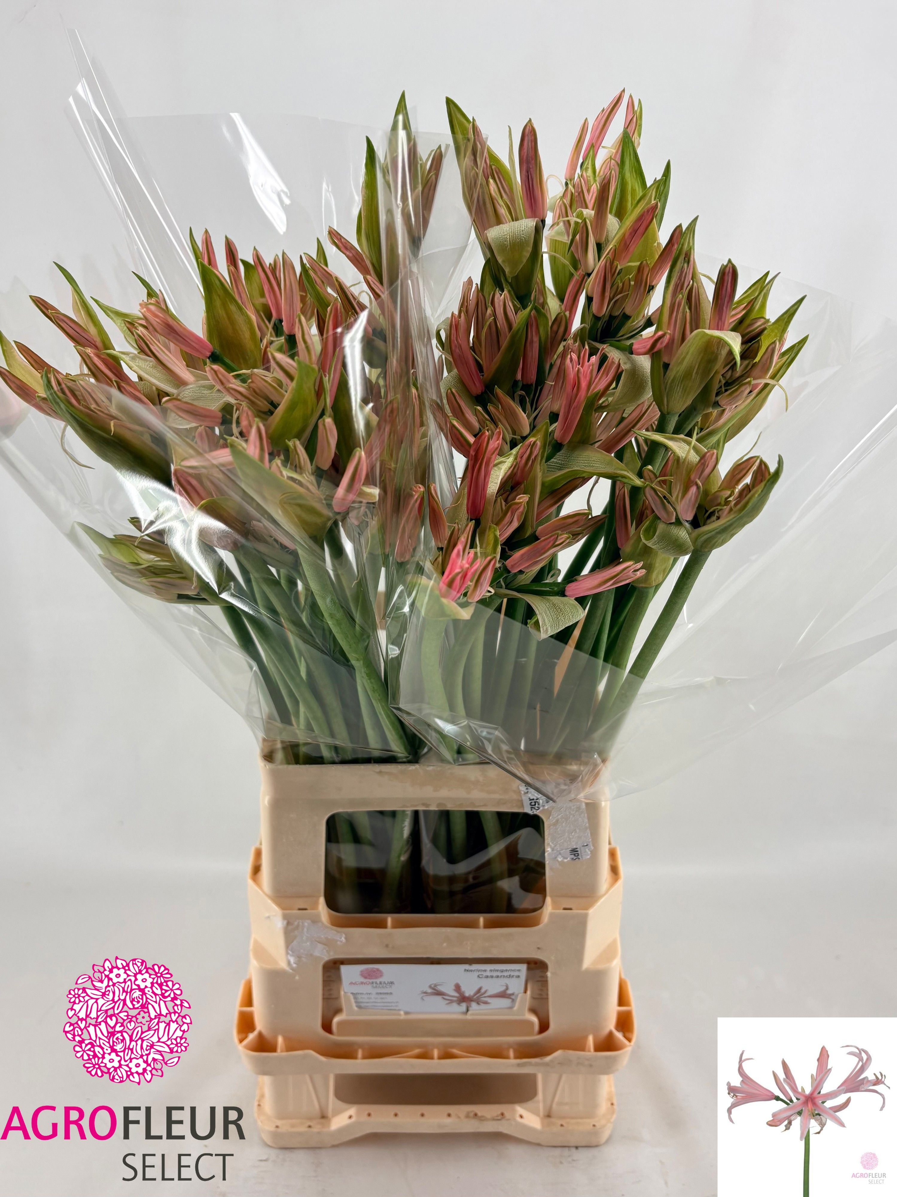 Ne Elegance Casandra 60cm