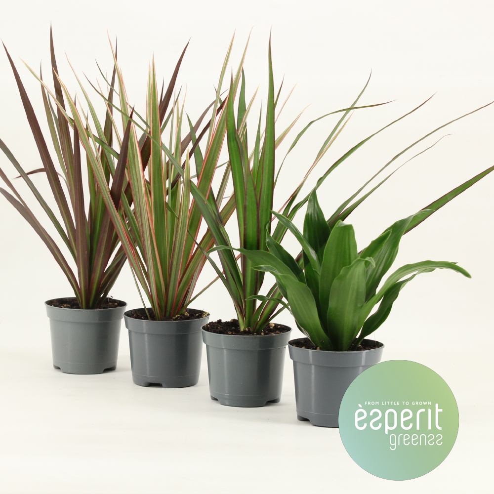 Picture of Dracaena in varieties P8.5 15CM