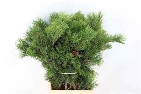 Pinus Mugo Mugo Bs 60cm