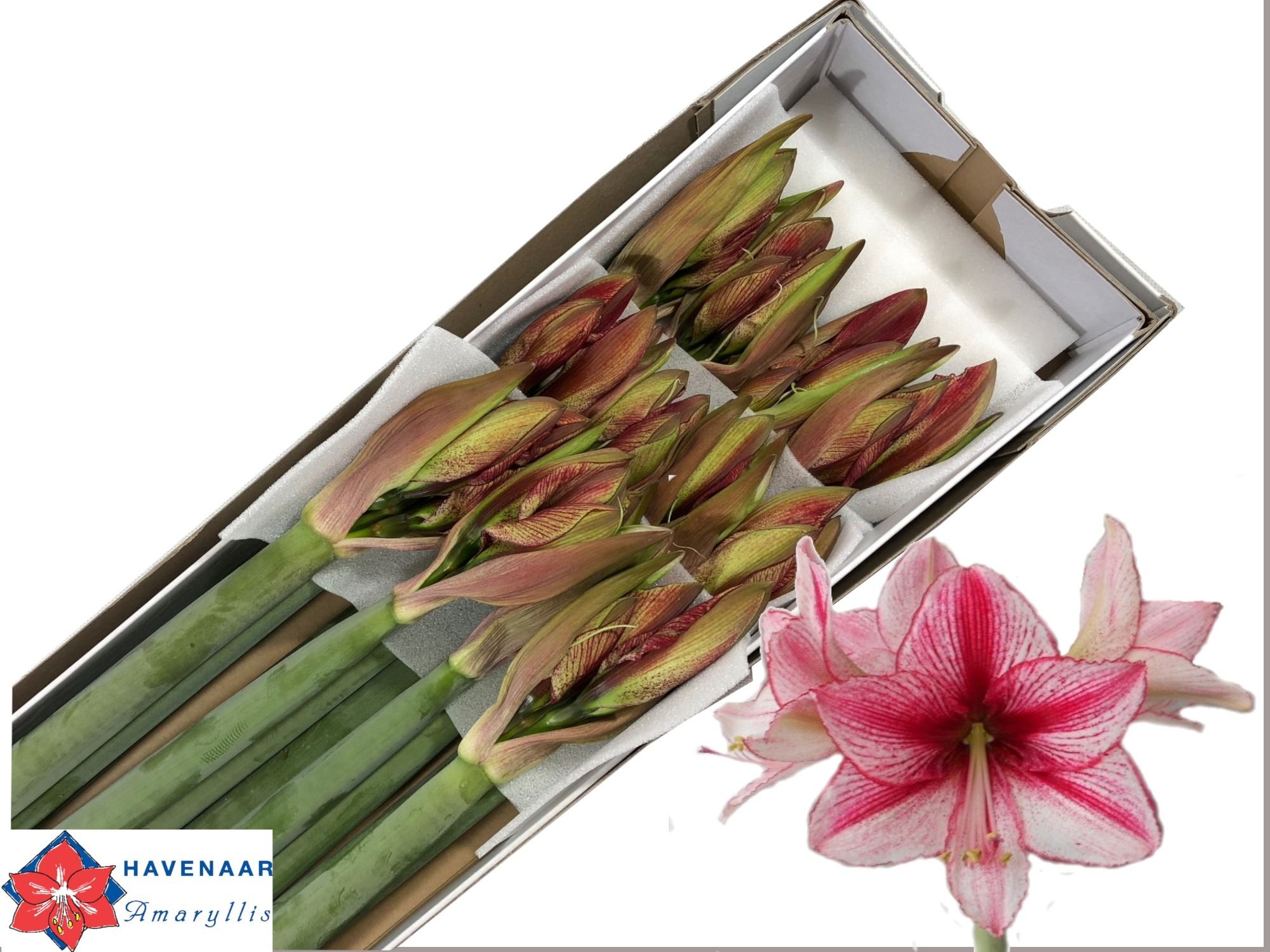 Hippeastrum Revelation 4bl