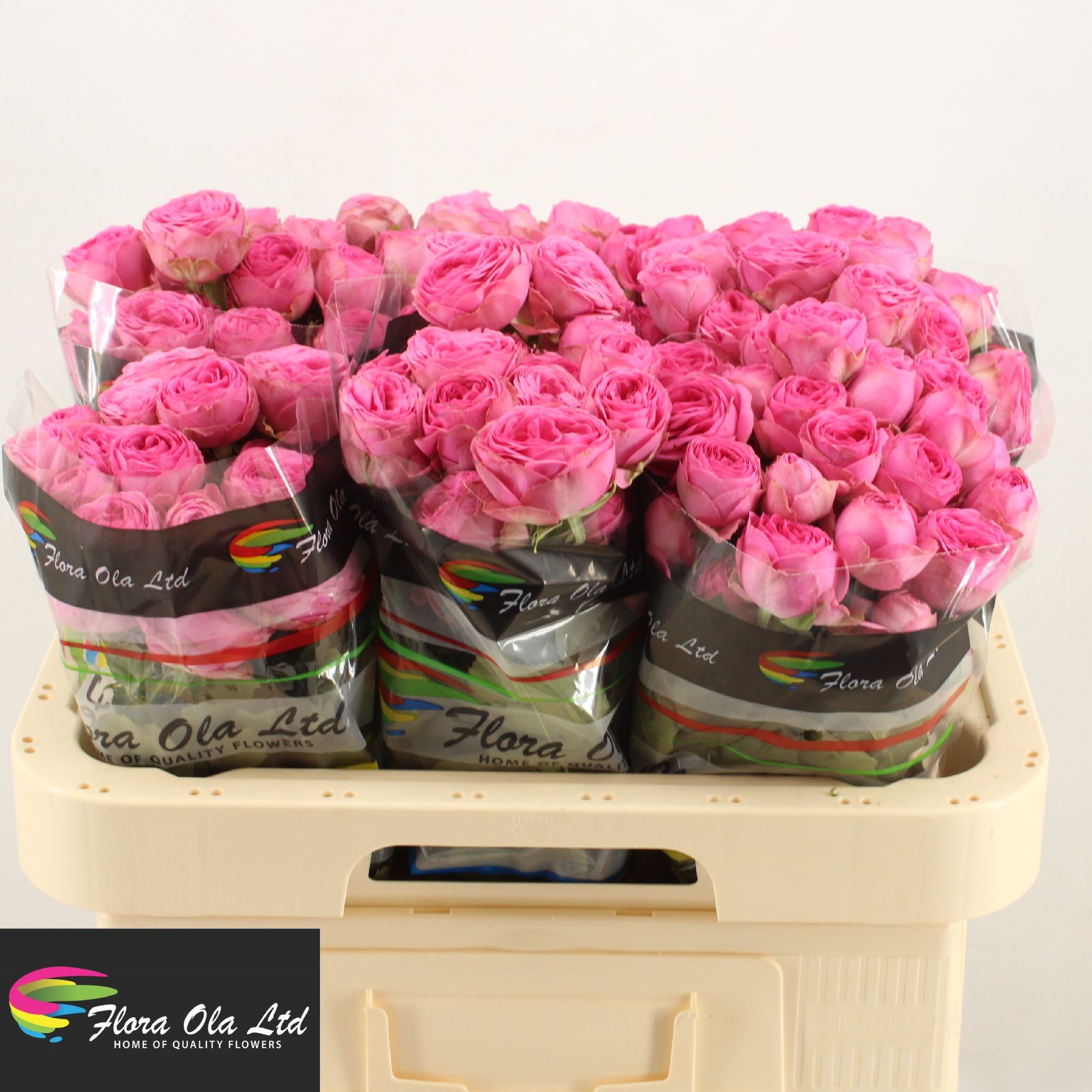 Rosa Spr Giselle 60cm