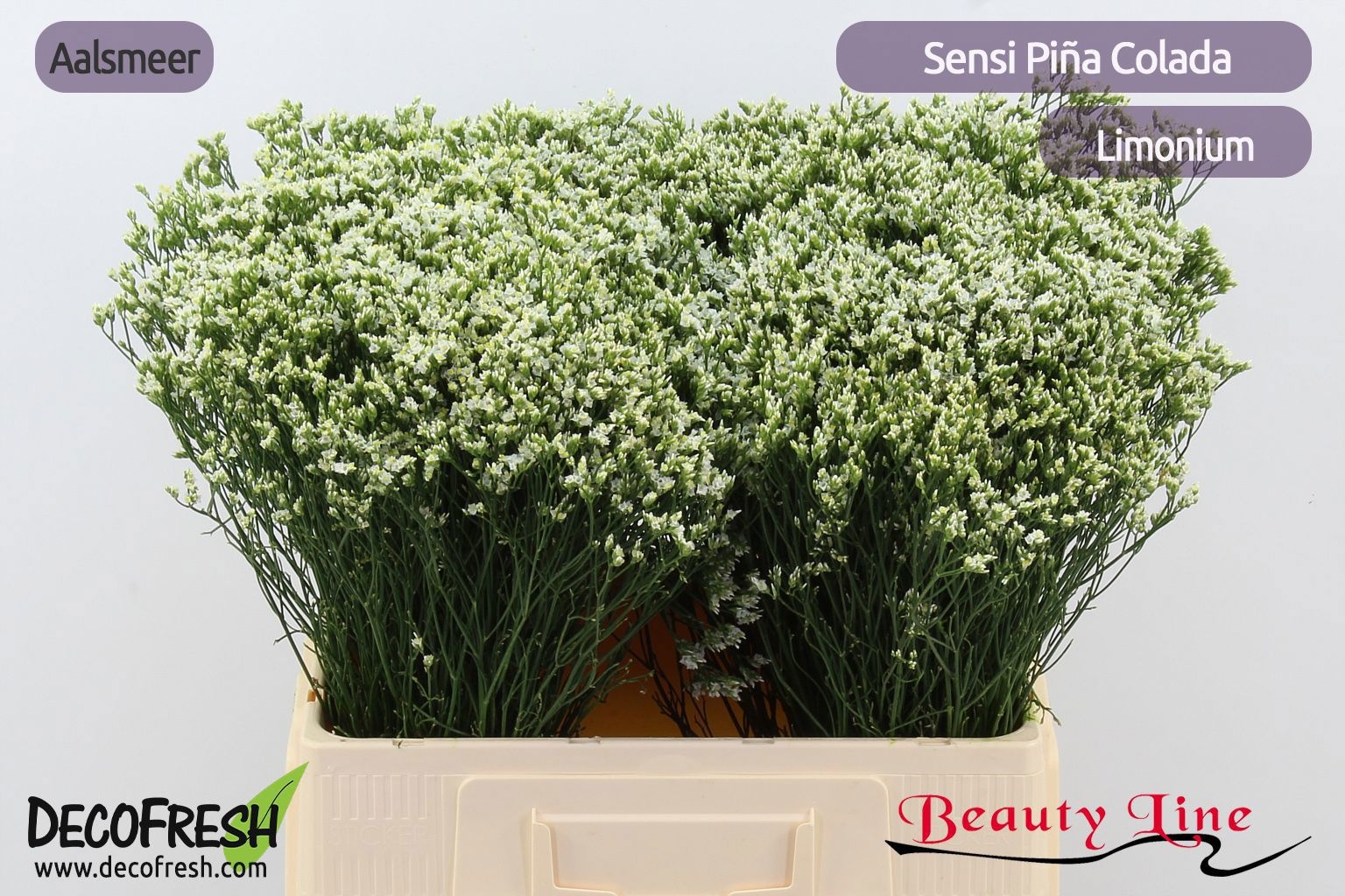 Limonium Sin Pina Colada 60cm 18gram