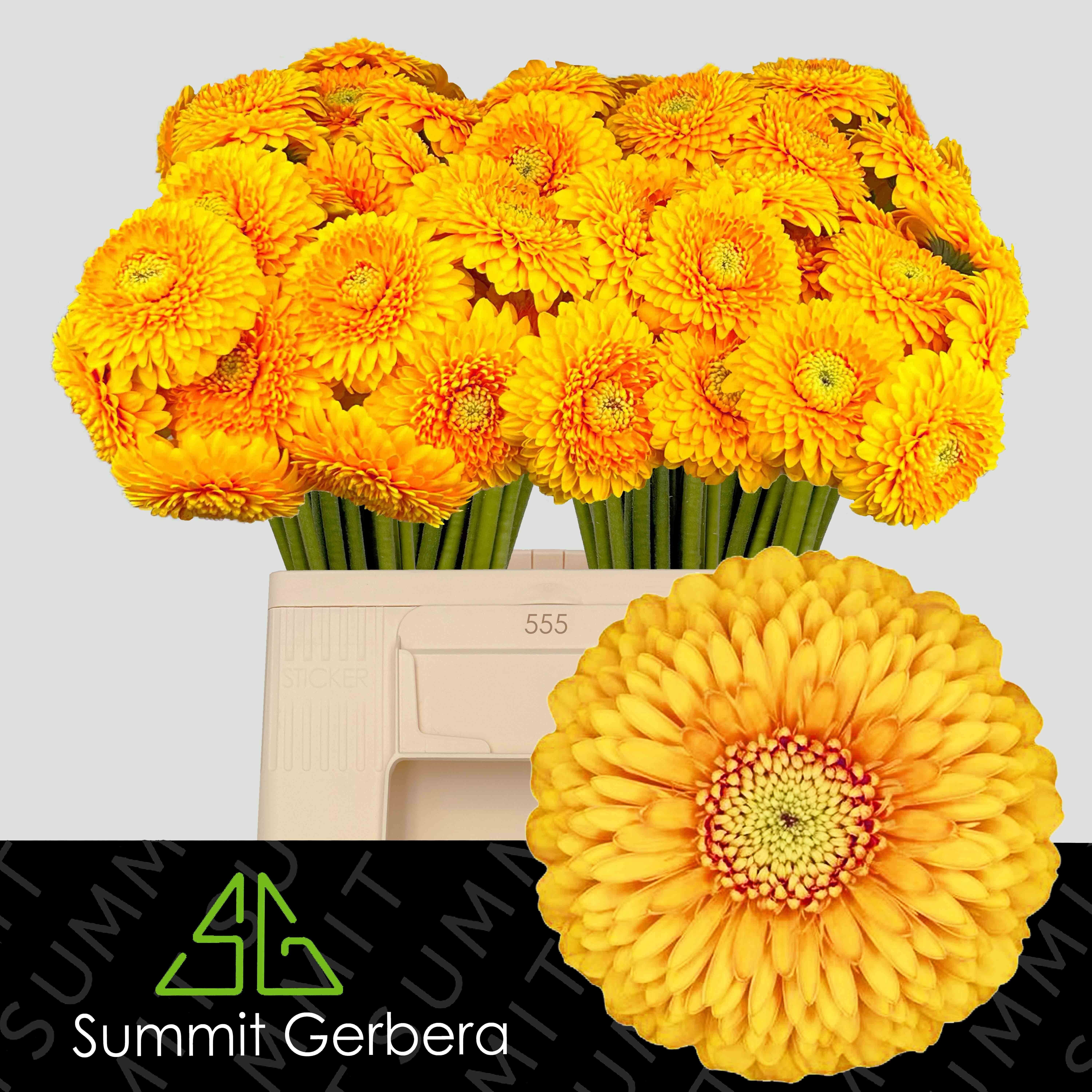 Ge Mb Pom Honeydew