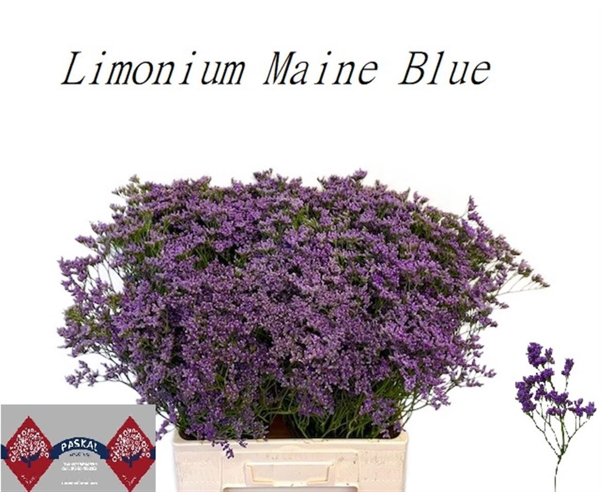 Lim Maine Blue 70L.cm 35gram 23bloei
