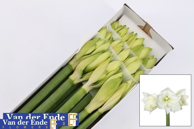 Hippeastrum Mont Blanc 4bl