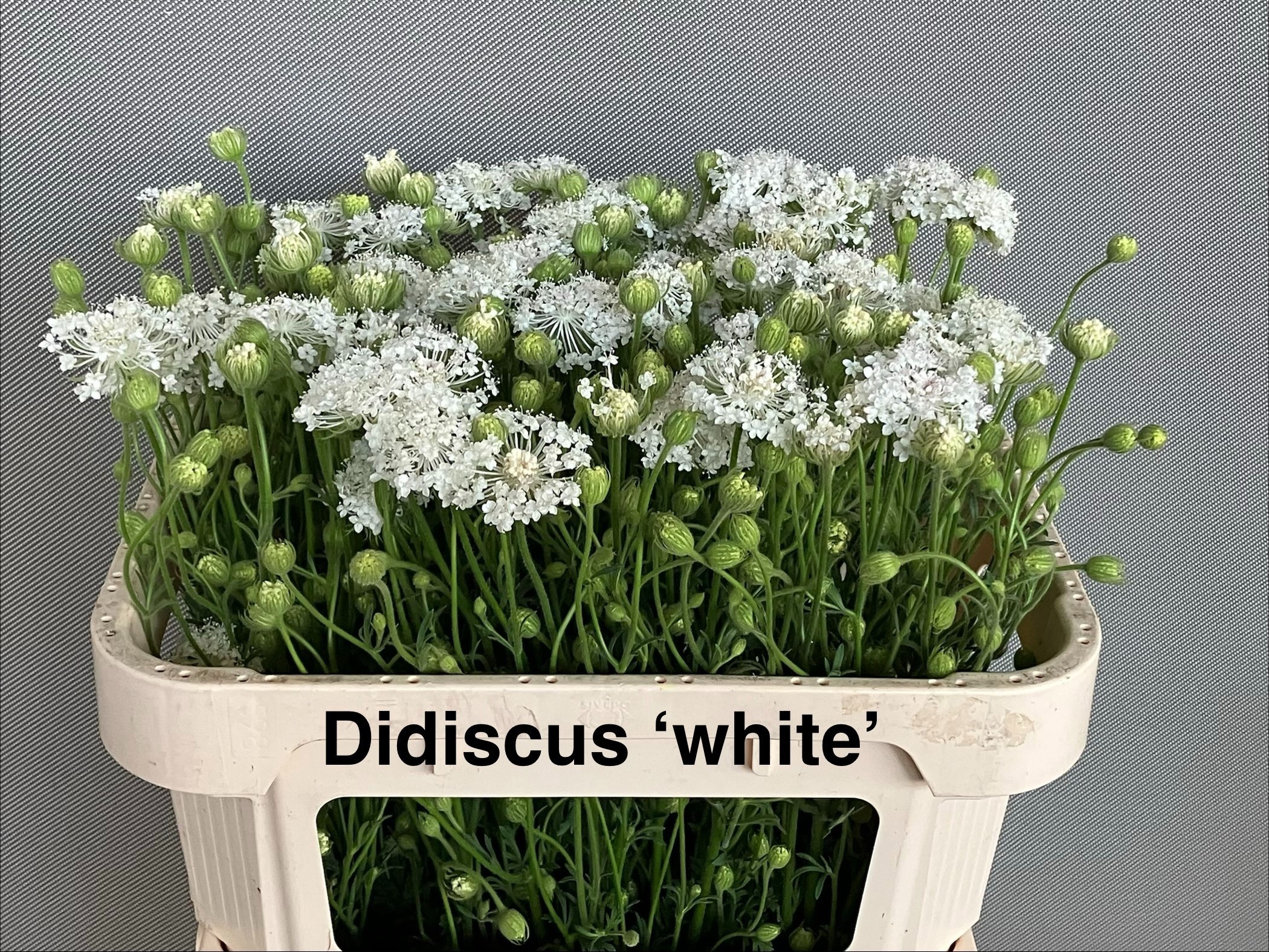 Snijbloemen Ov