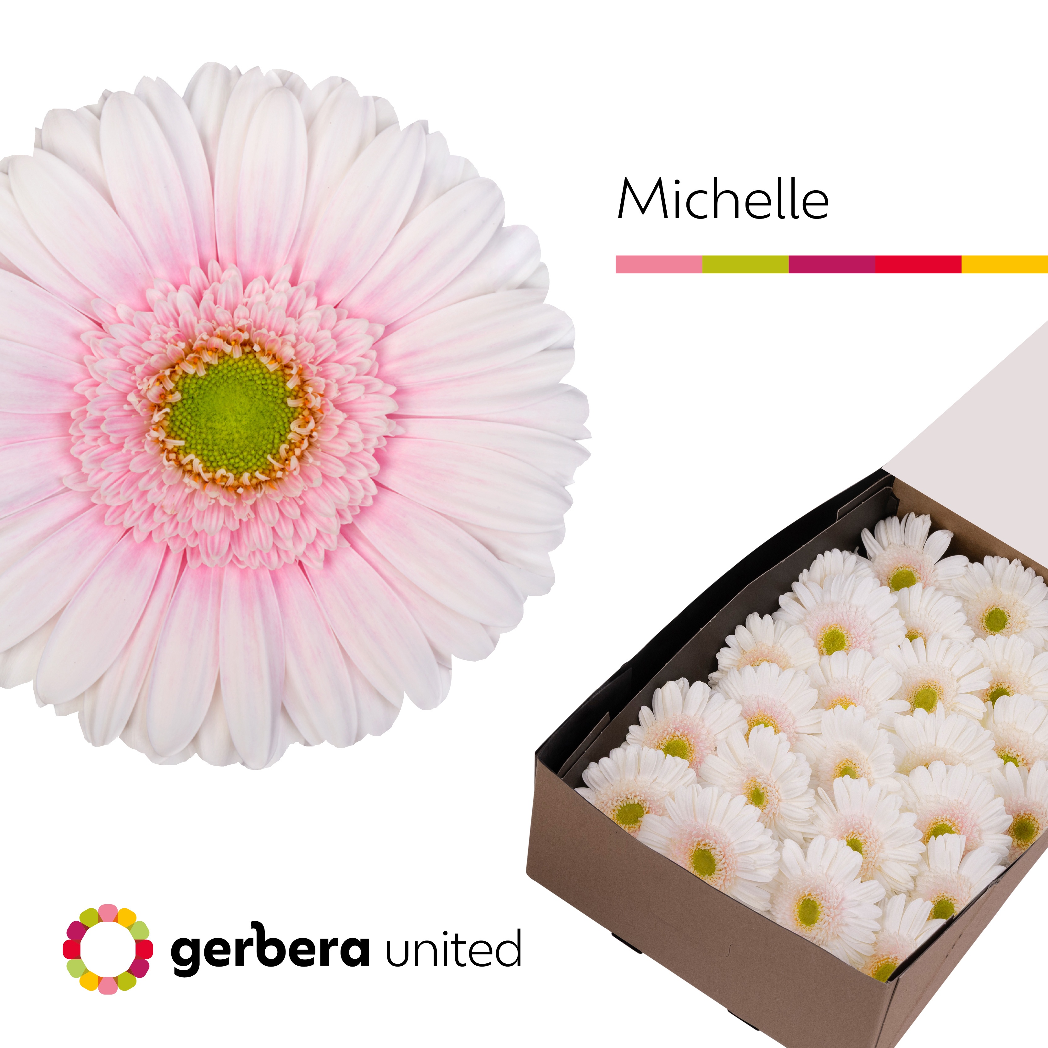 Gerbera Michelle Doos