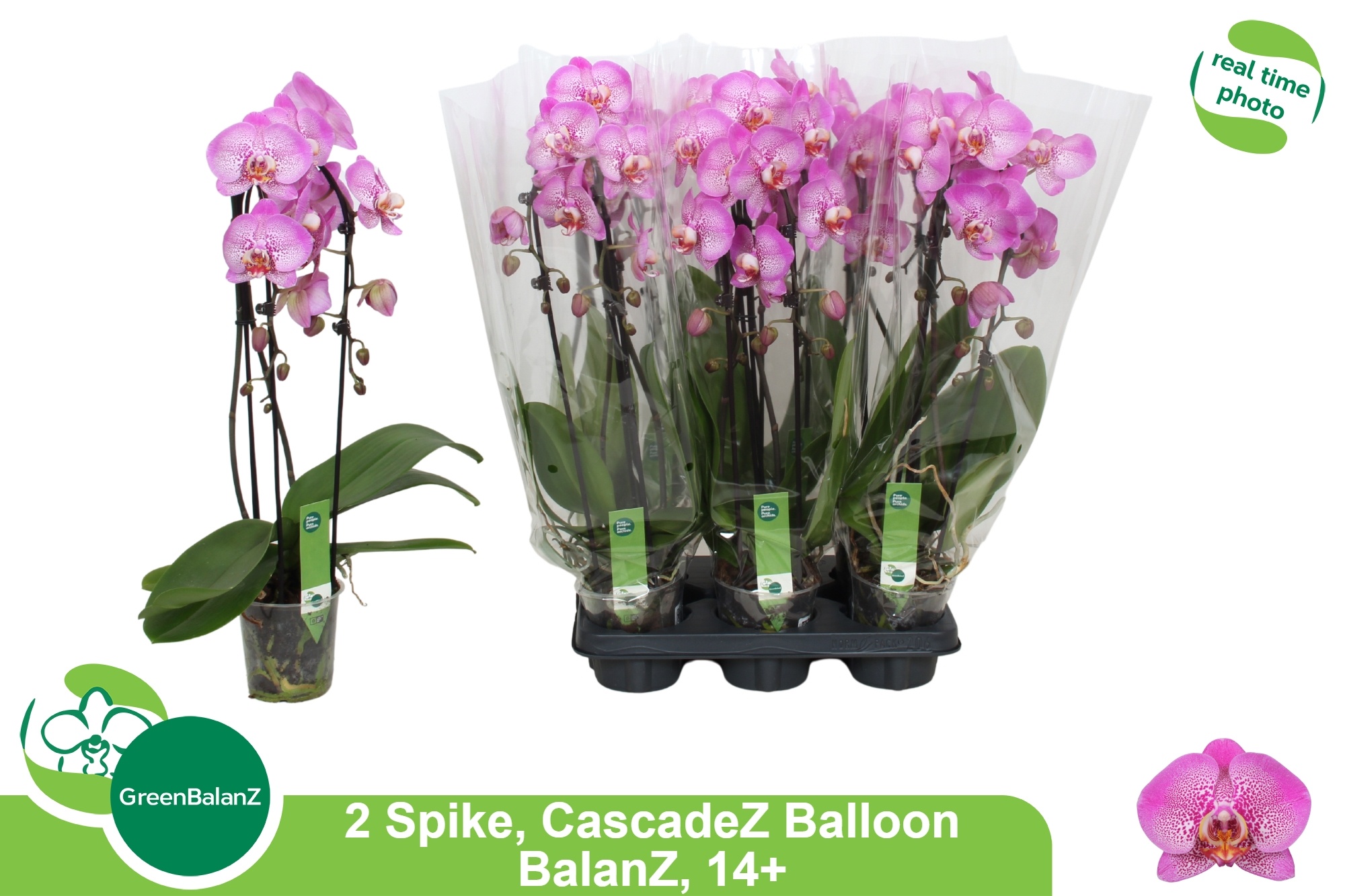 Phal El Cascade 12Ø 55cm
