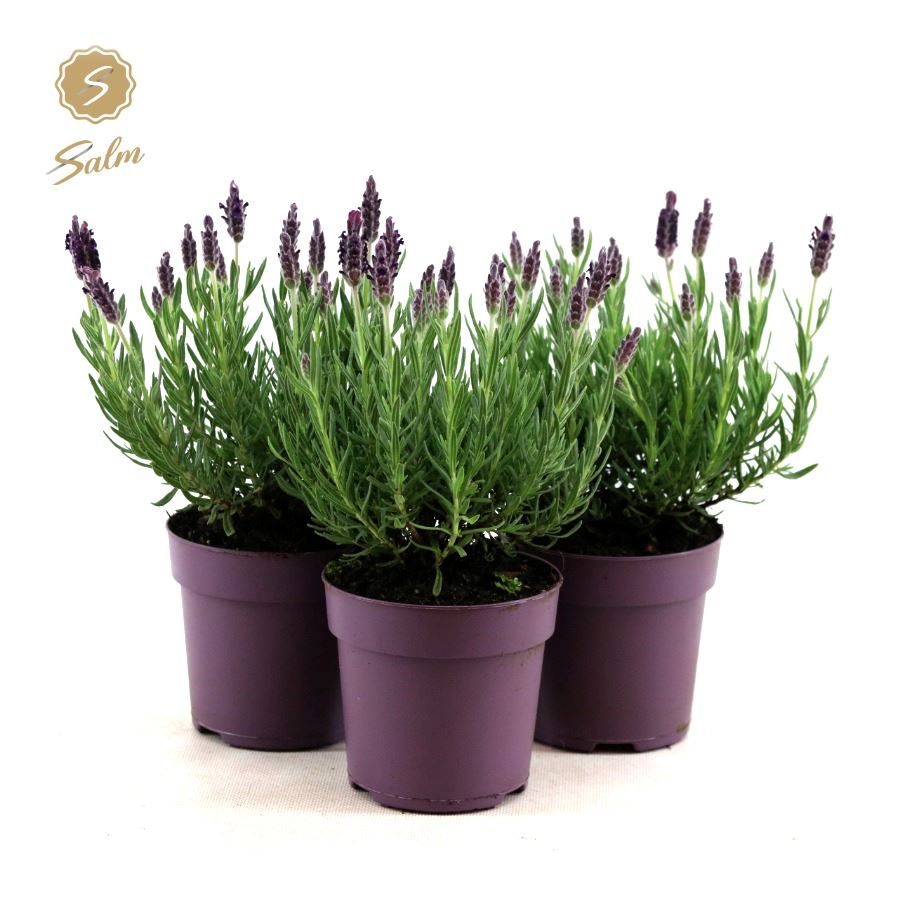 Picture of Lavandula st. 'Anouk'® Collection P10,5