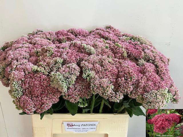 Sedum Spectabile