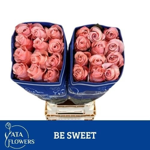Rosa 80cm