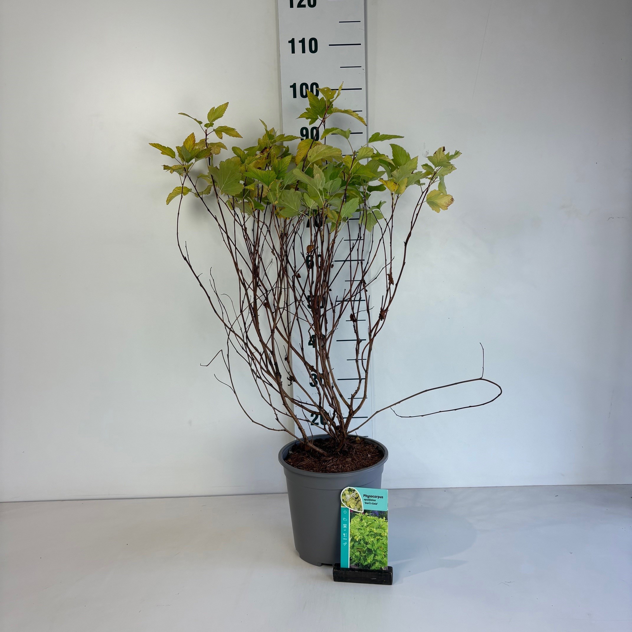Physocarpus opulifolius 'Dart's Gold'