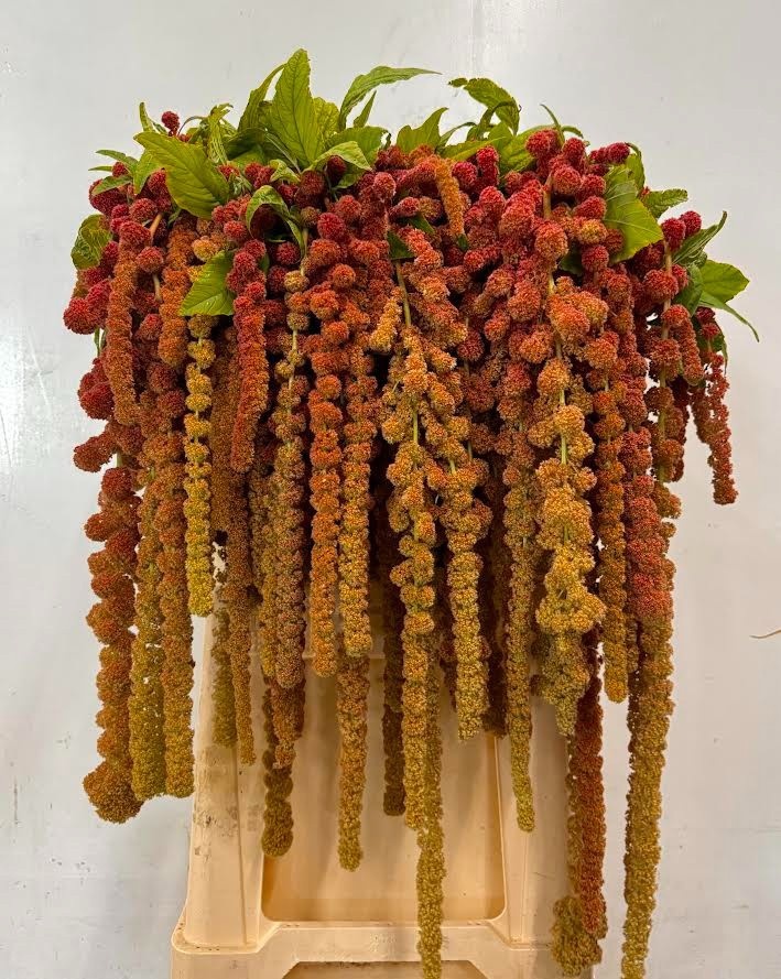 Amar Ca Coral Founta