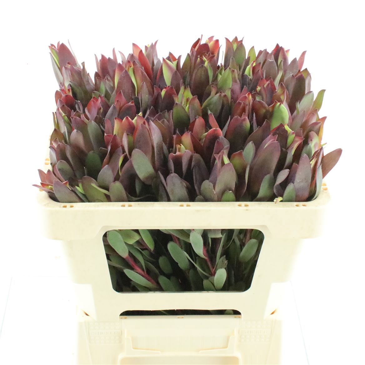 Leucadendron Blush Pearl 60cm