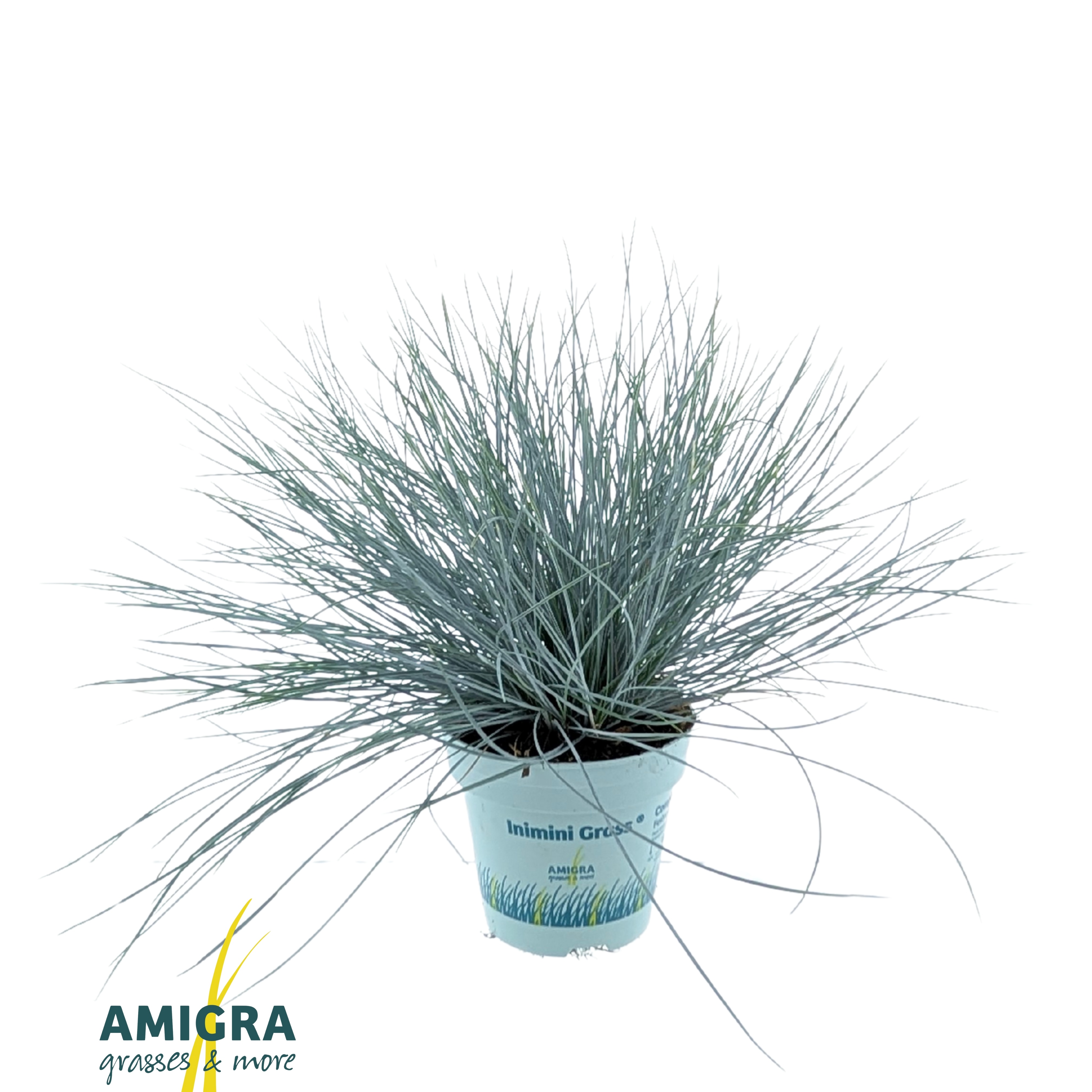 Picture of Festuca glauca CompactA Blue®