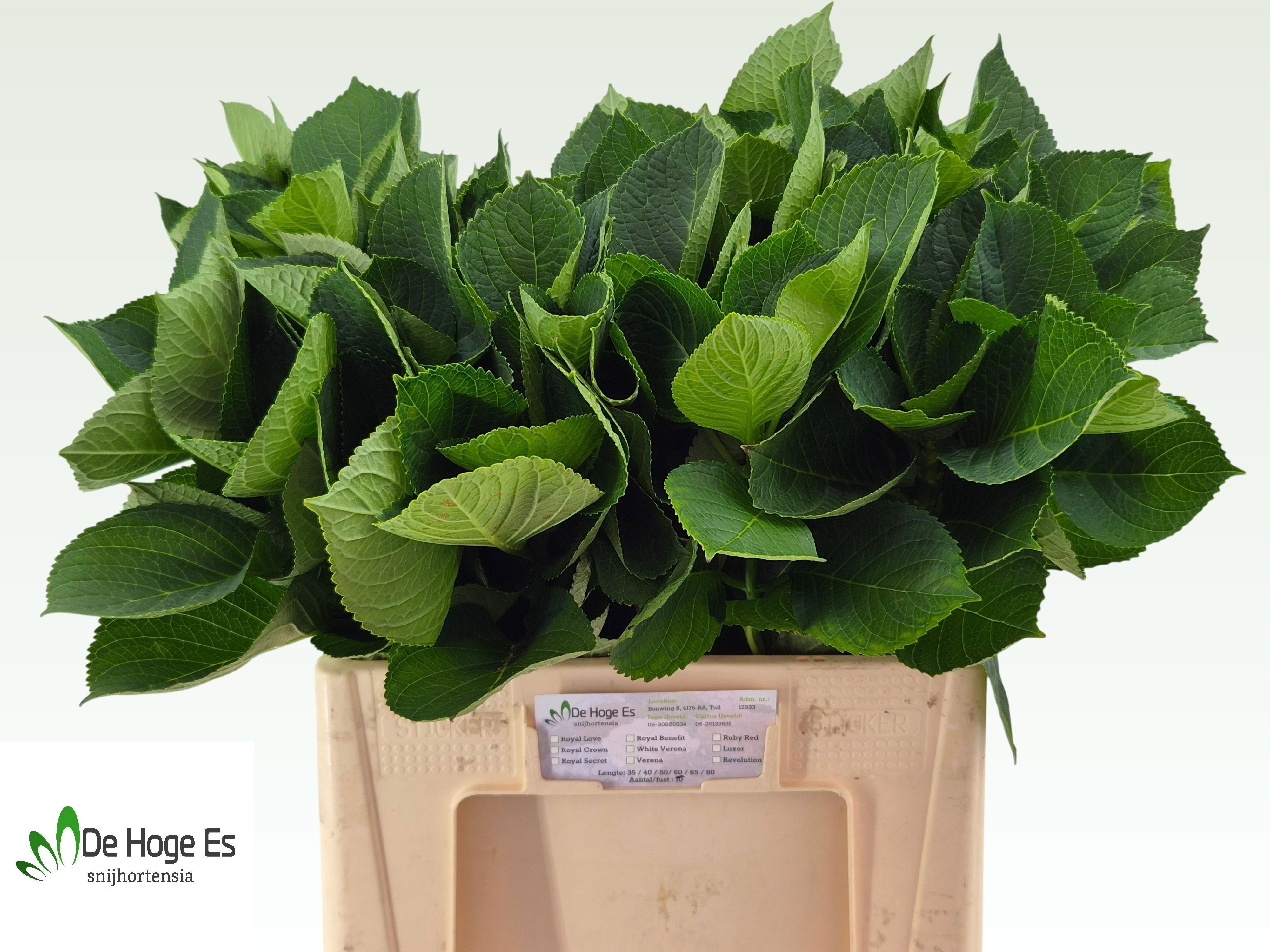 Hydrangea Leaves 60cm