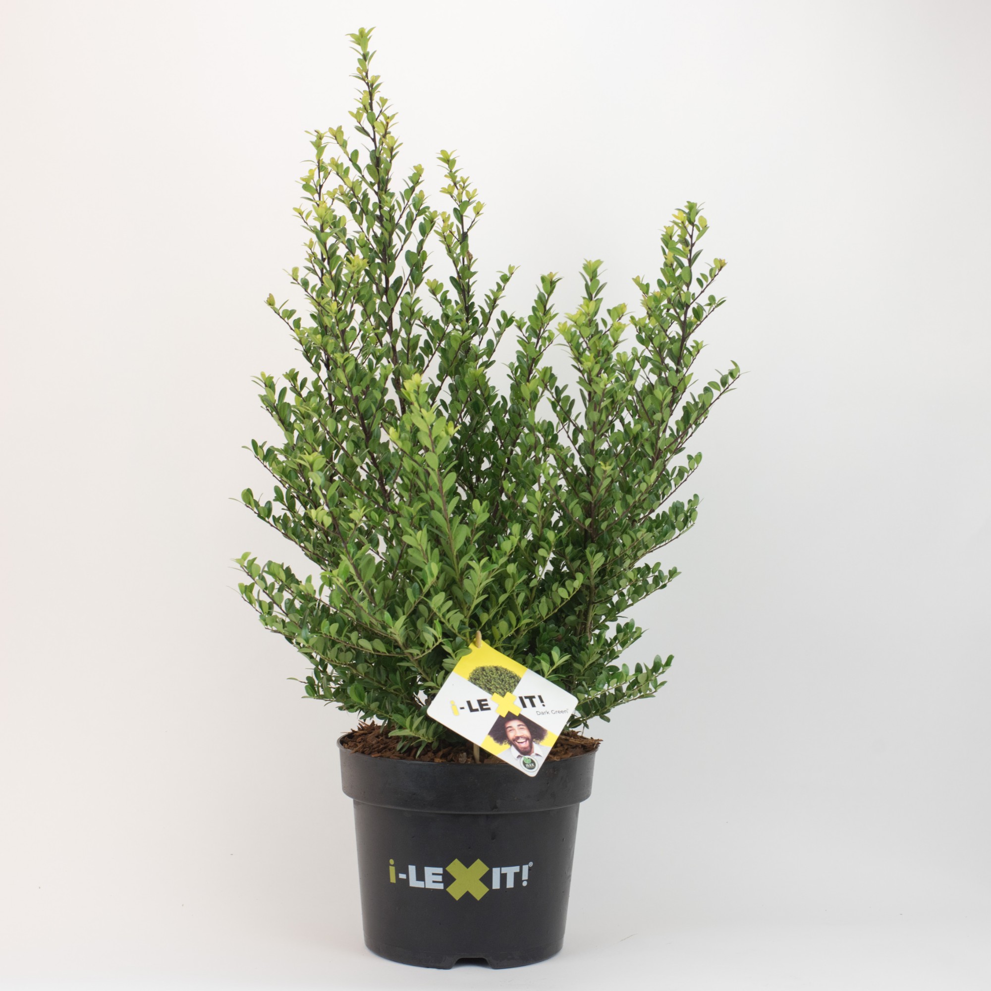 Picture of Ilex crenata Dark Green P26 (7.5 Ltr) 60/80 (LOOSE)