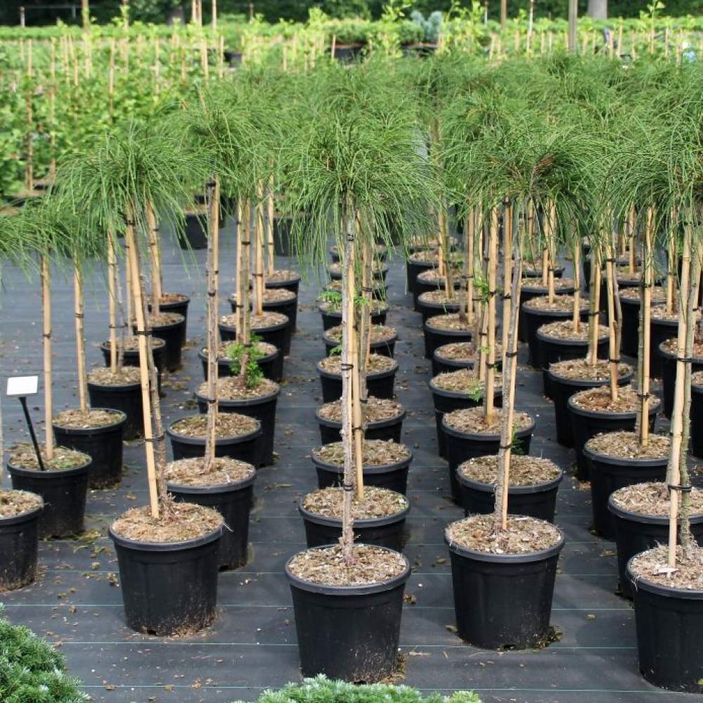 Picture of Thuja plicata Whipcord C11 80/STD