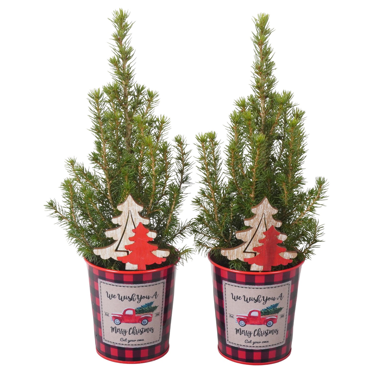 Picture of PTK24374 Picea Conica Perfecta in zinc pot decoration P9 30CM