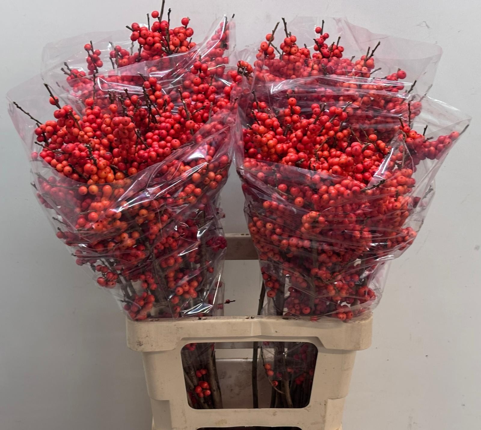 Ilex Ve Orange Glow 70cm