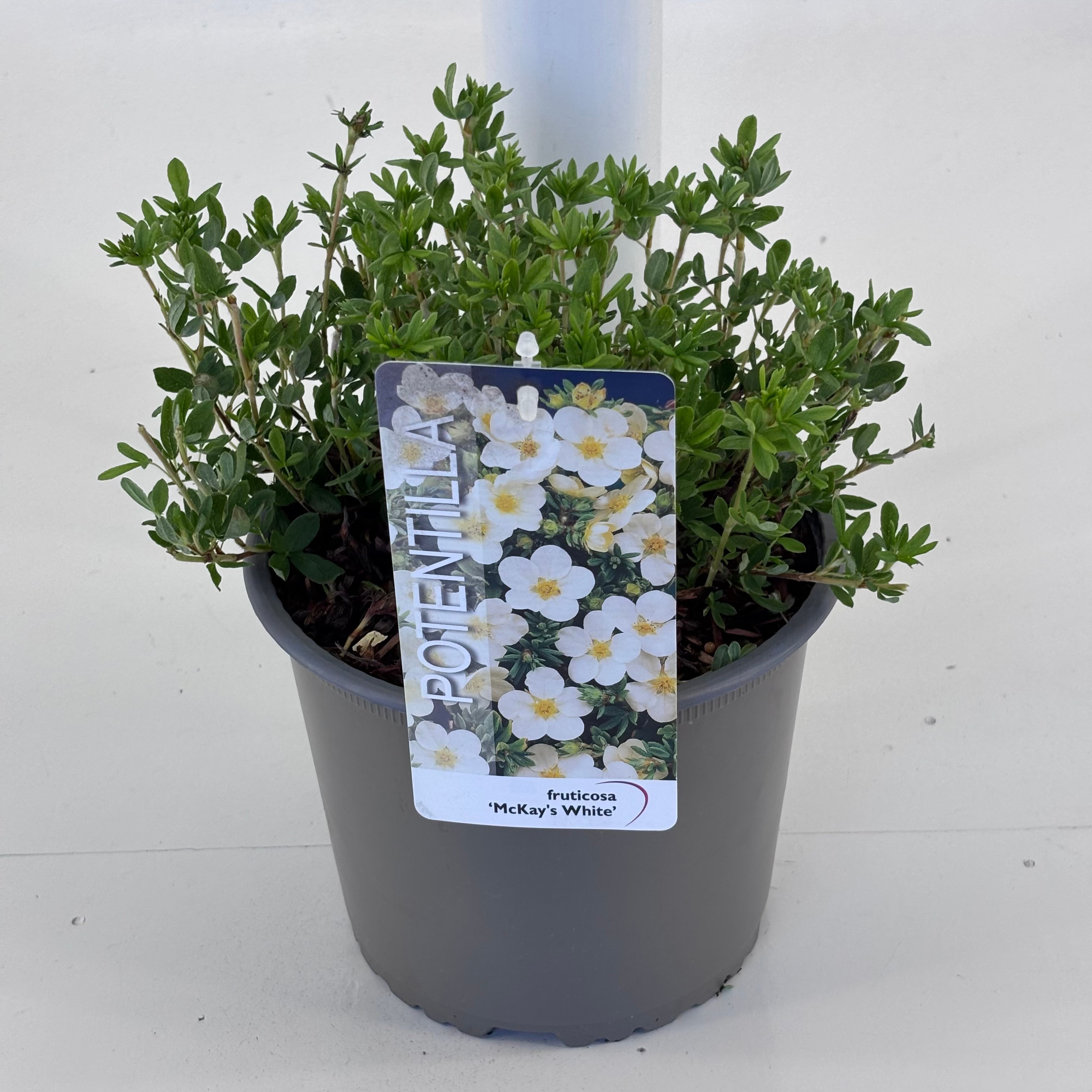 Potentilla f. 'McKay's White'