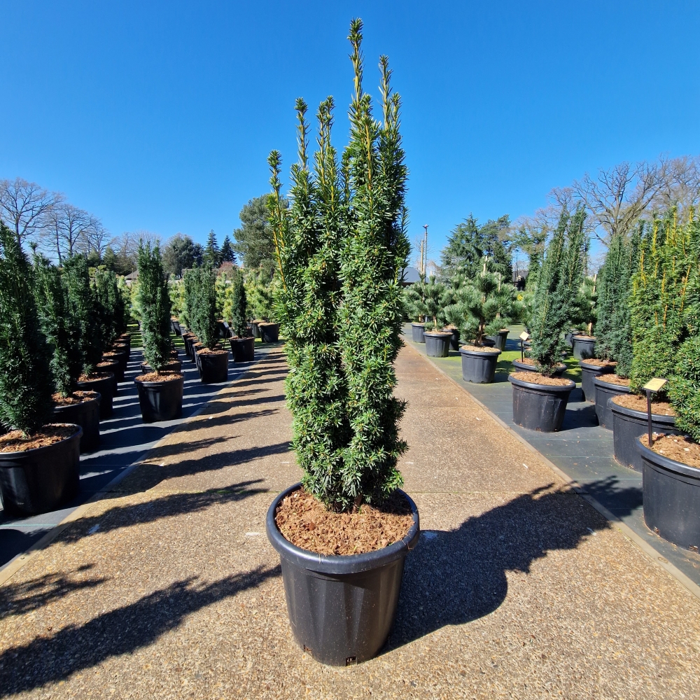 Picture of Taxus baccata Fast. David C25 80/100 (LOOSE)