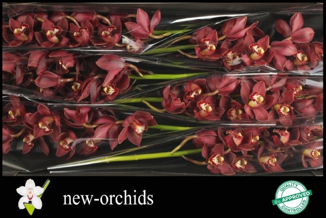 Cymbidium Priwine 12/15bl
