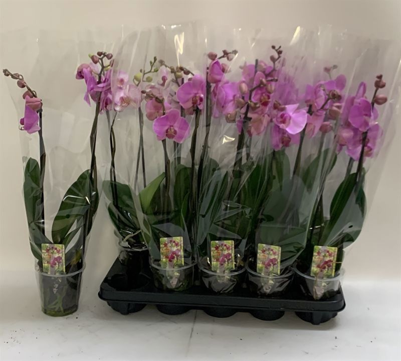 Phal Ov Roze 12P 60H 2TAK 12bloem 12bloei