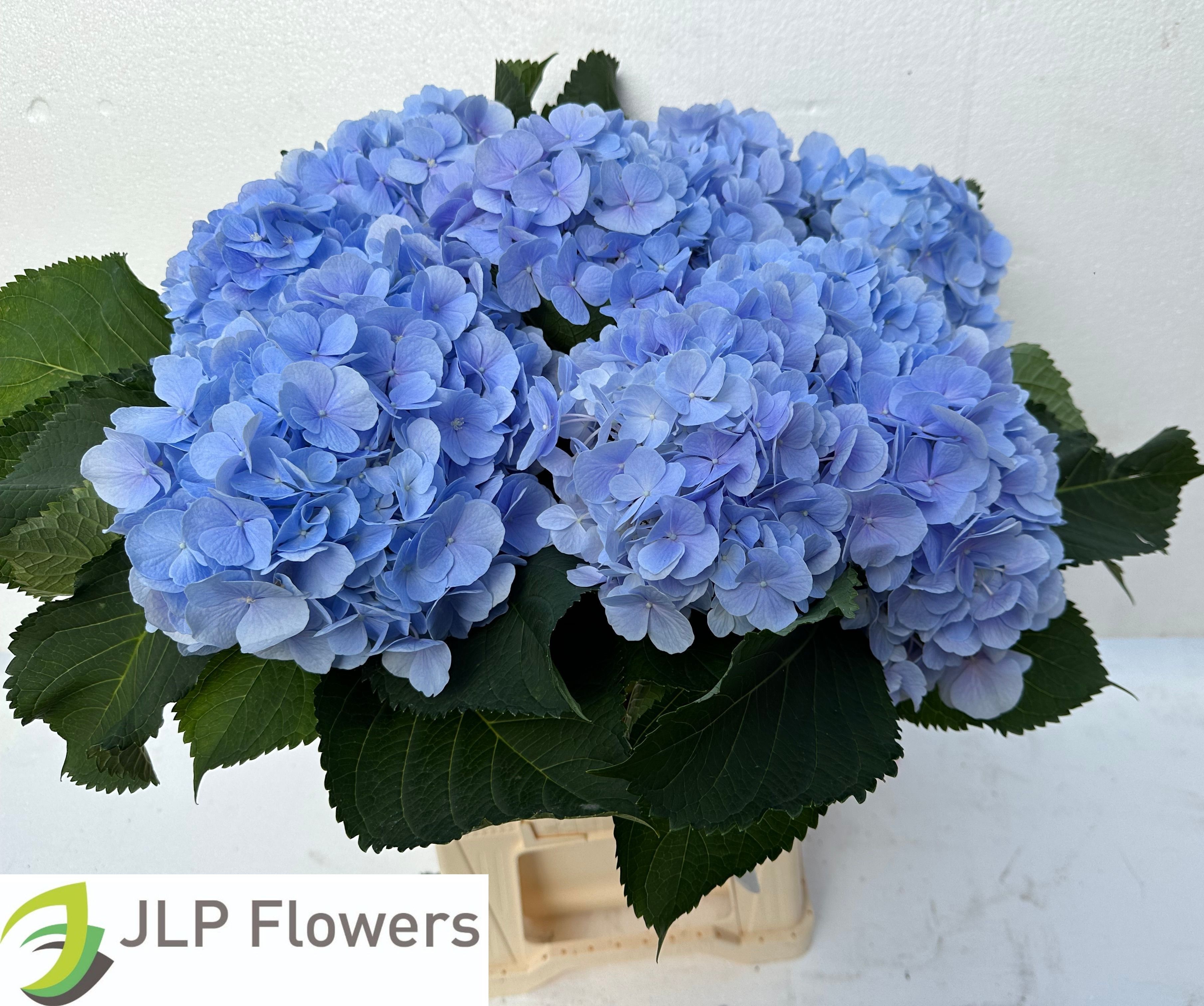 Hydrangea Verena Blue 60cm 20Ø