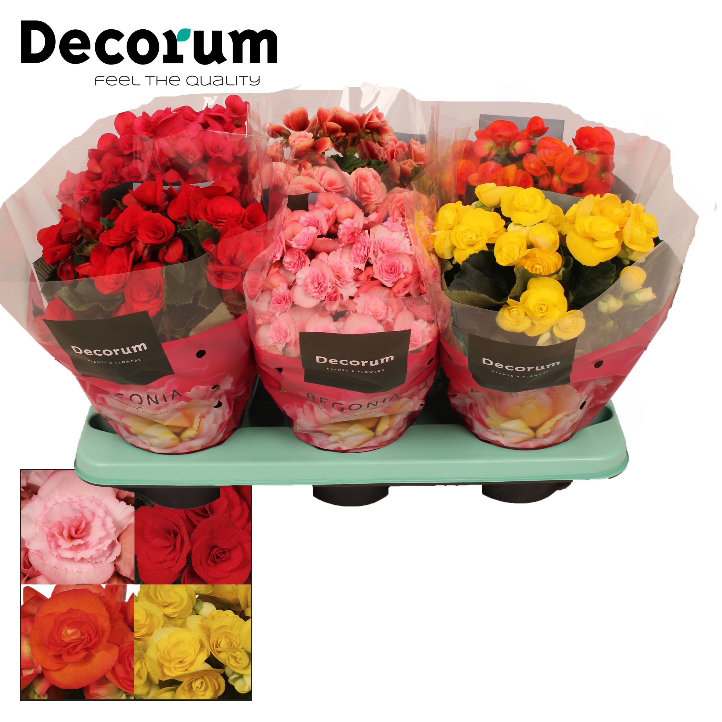 Picture of Begonia eliator in 5 colour varieties (Decorum) P14 32cm